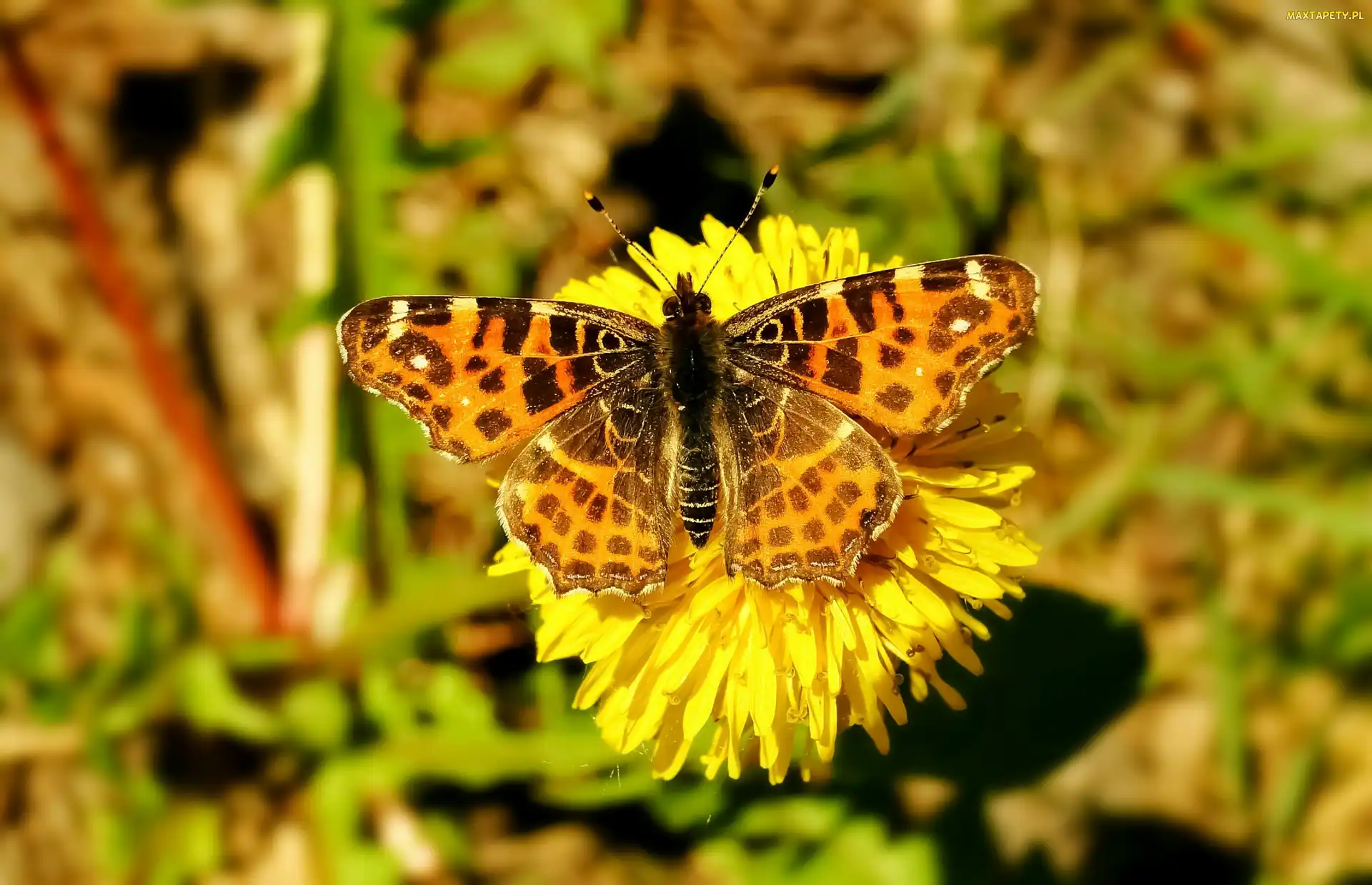 Motyl, Kwiat, Rusałka kratkowiec