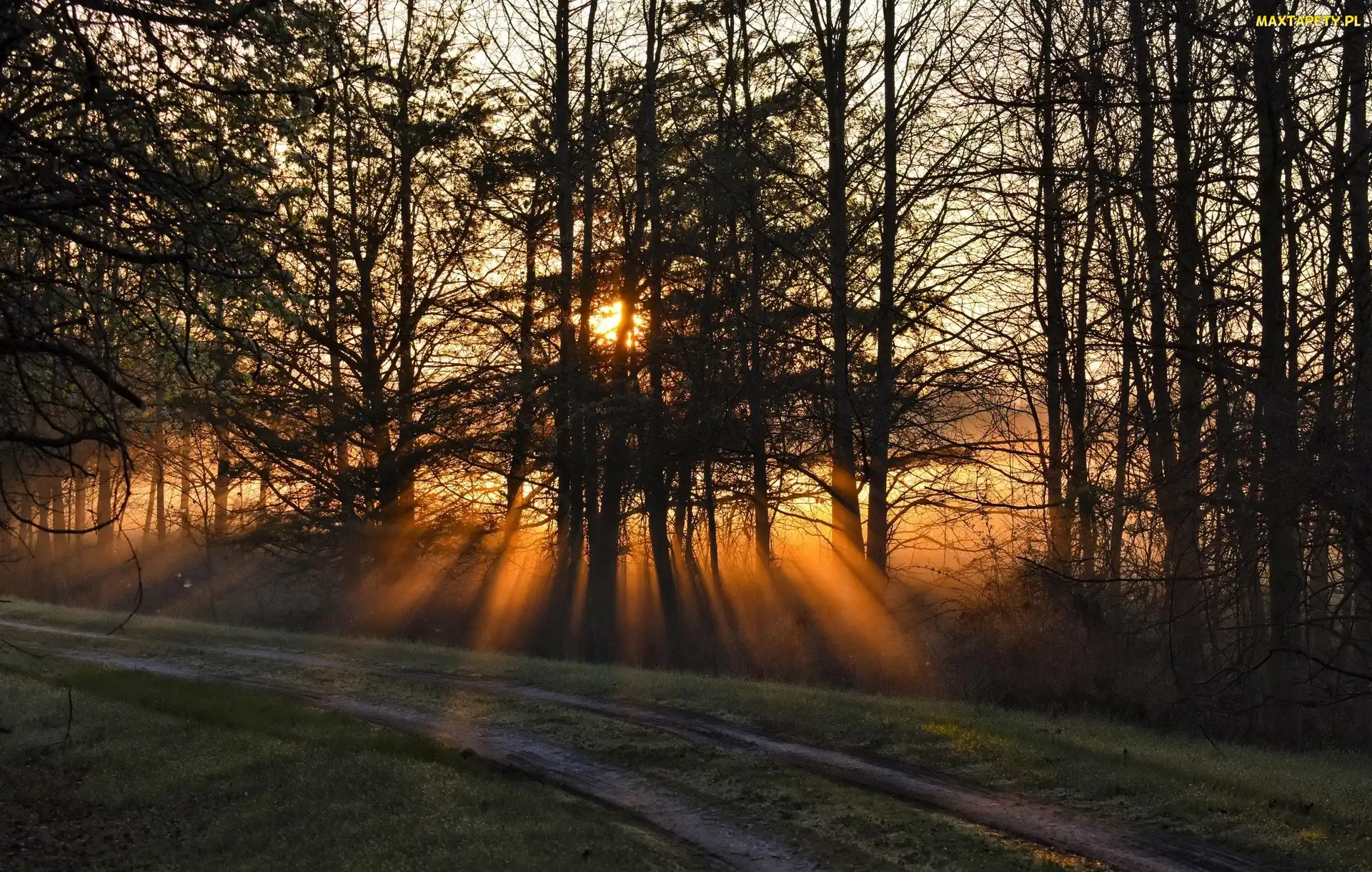 Stan Maryland, Stany Zjednoczone, Przebijające światło, Park Bacon Ridge, Las, Droga, Miasto Annapolis
