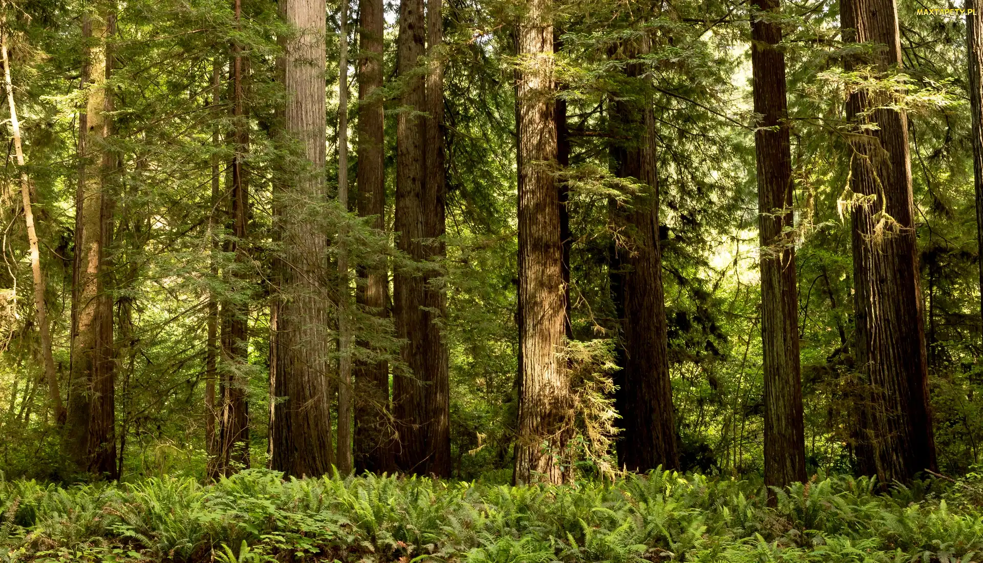 Paprocie, Las, Stan Kalifornia, Stany Zjednoczone, Park Narodowy Redwood, Drzewa