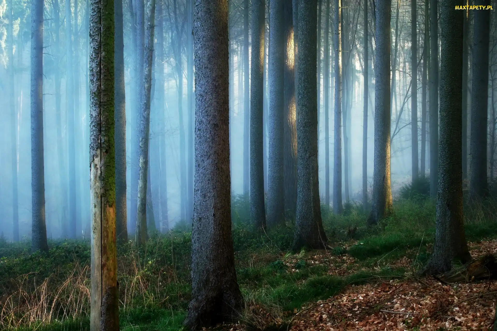 Las, Trawa, Drzewa, Mgła