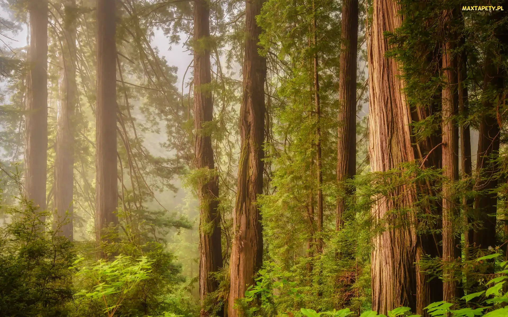 Drzewa, Mgła, Stan Kalifornia, Sekwoje, Las, Stany Zjednoczone, Park Narodowy Redwood
