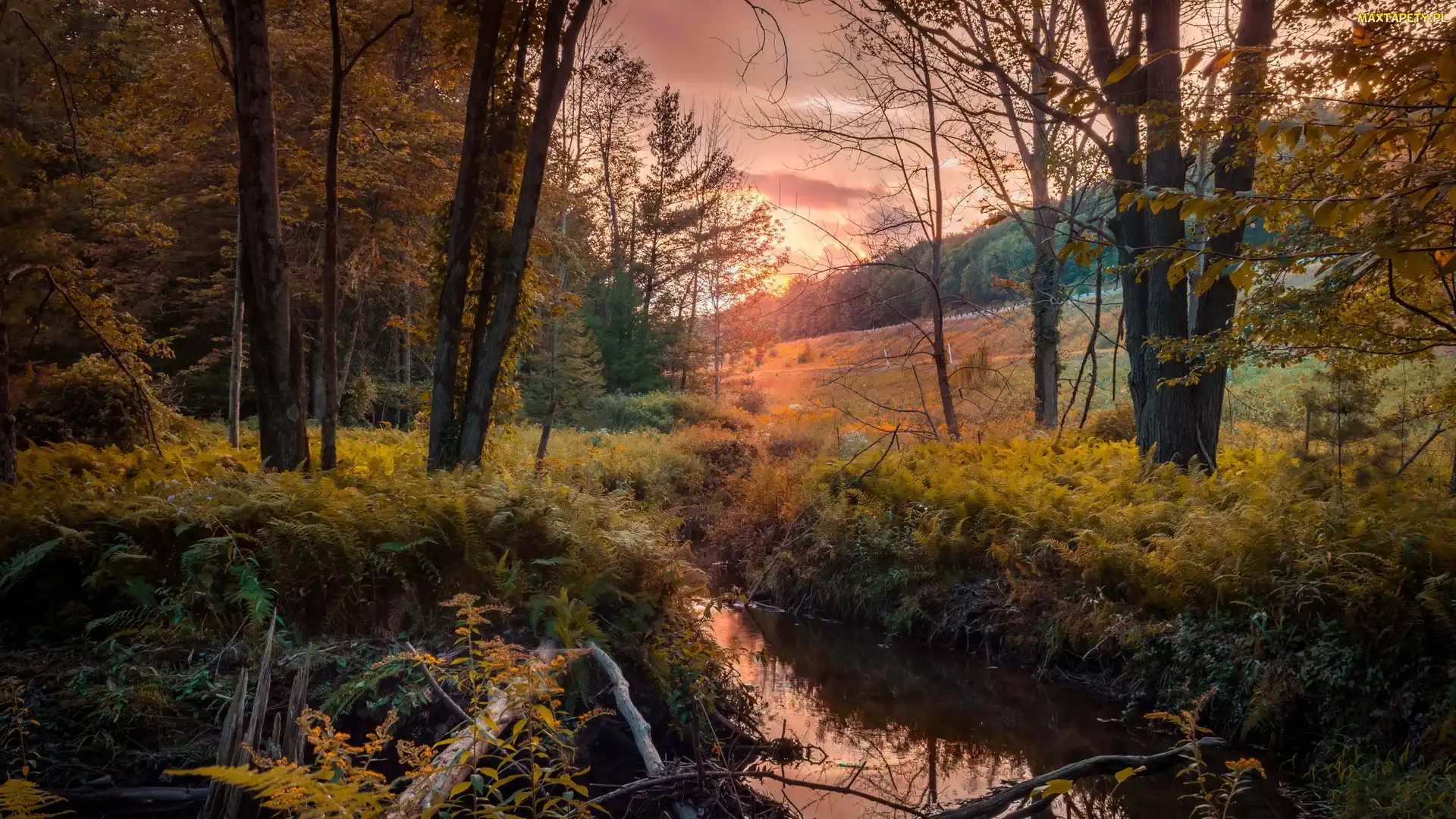 Drzewa, Strumyk, Zachód słońca, Jesień, Las