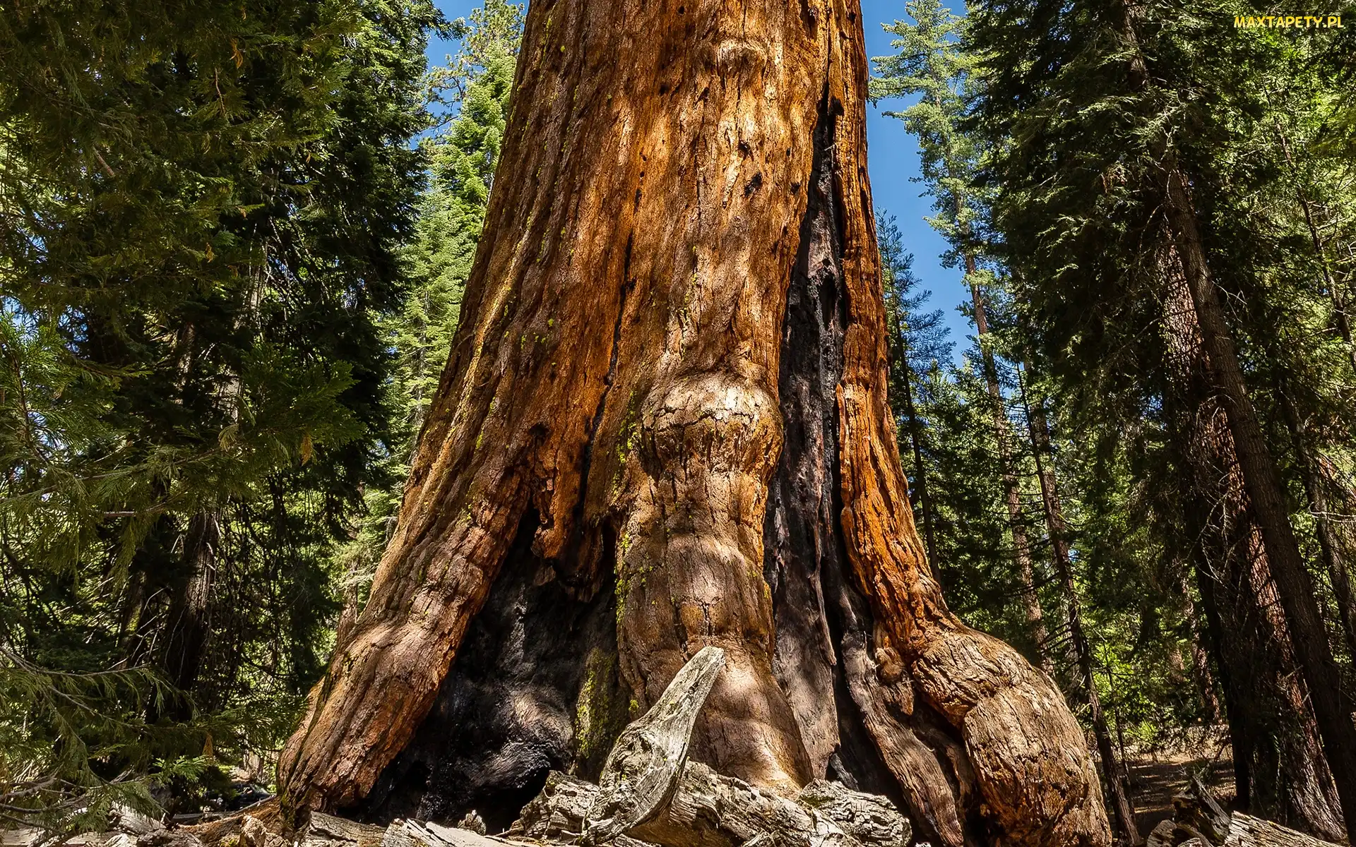 Sekwoja, Drzewa, Stan Kalifornia, Stany Zjednoczone, Park Narodowy Redwood, Las