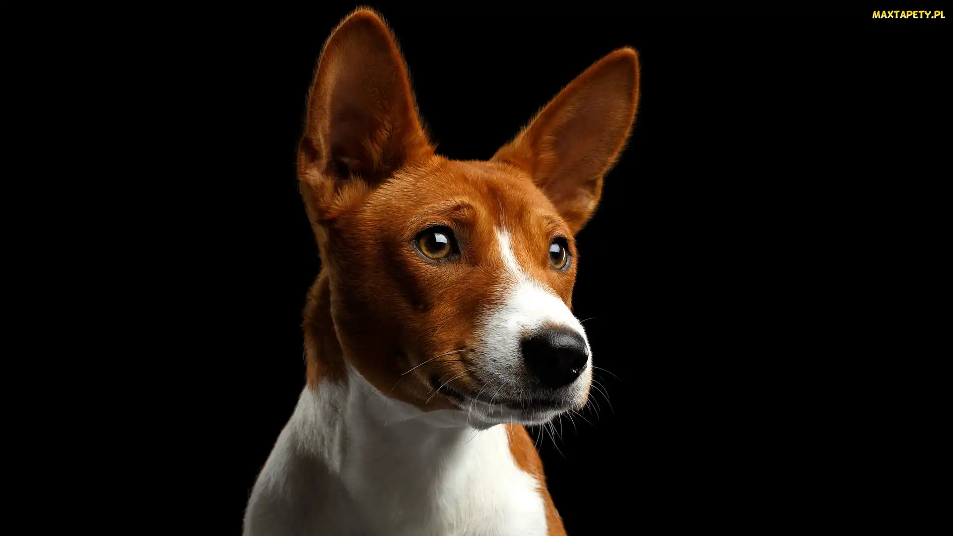 Basenji, Mordka, Pies