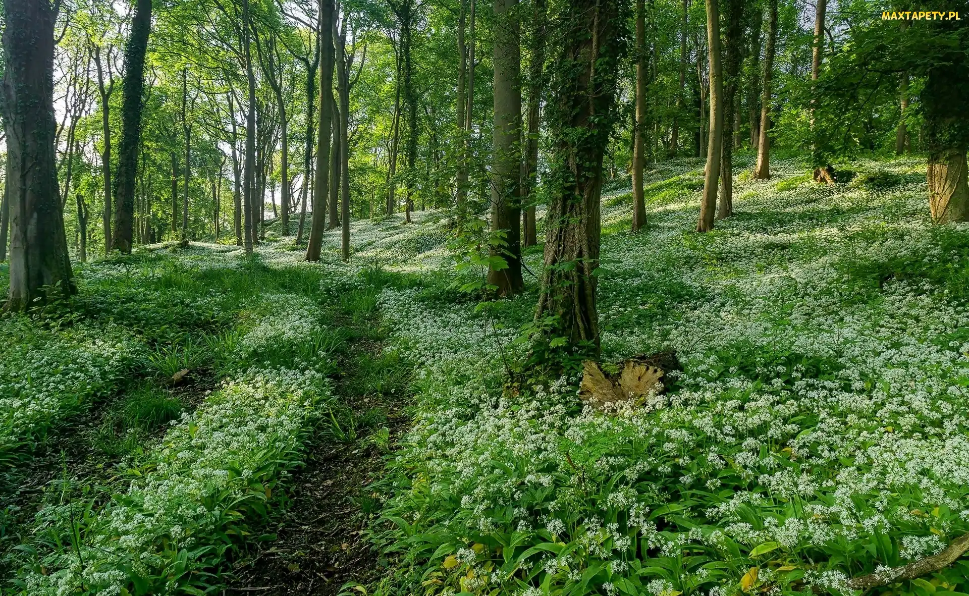 Hrabstwo Gloucestershire, Kwiaty, Anglia, Białe, Lato, Wzgórze Dovers Hill, Las, Czosnek niedźwiedzi