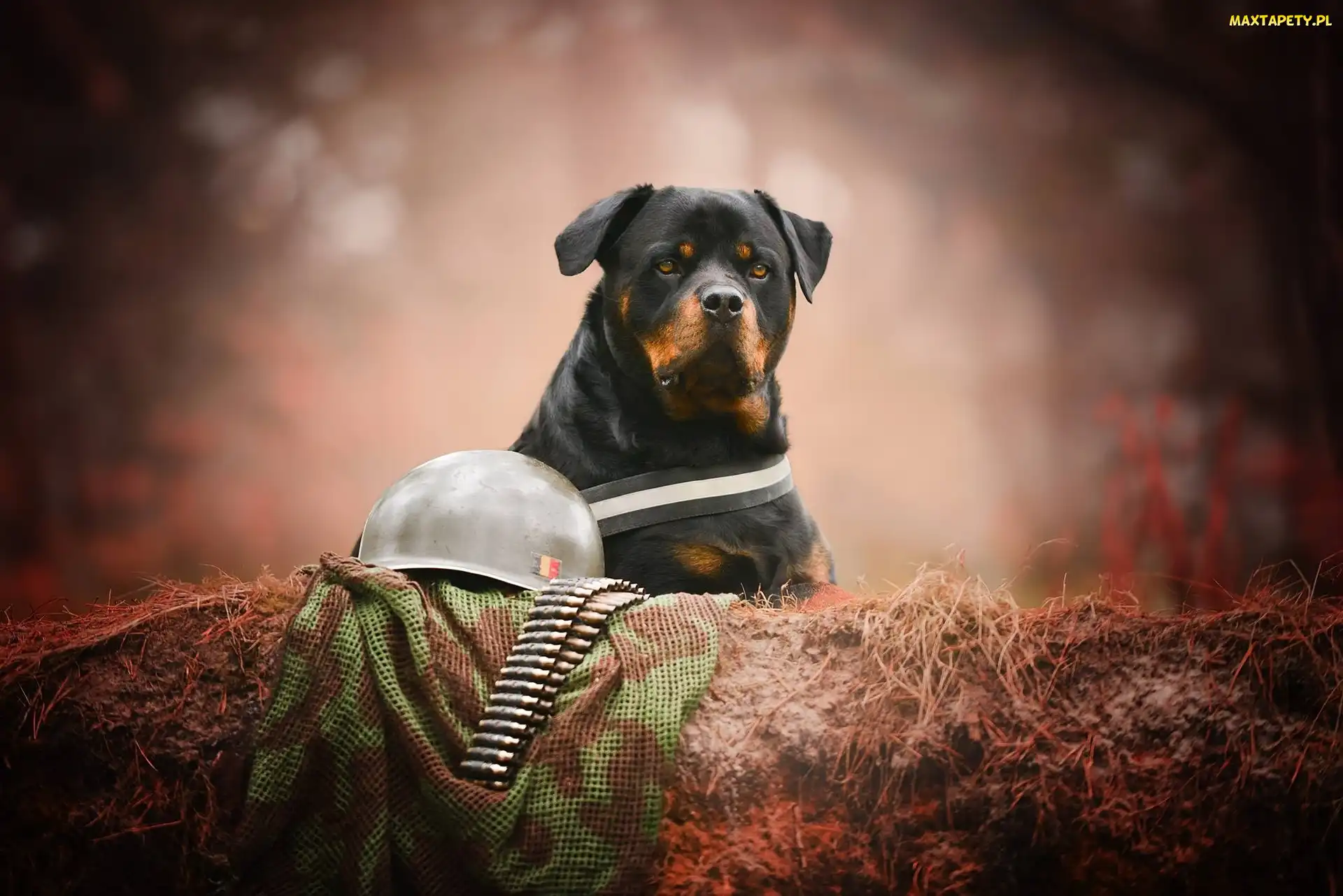Naboje, Hełm, Pies, Rottweiler