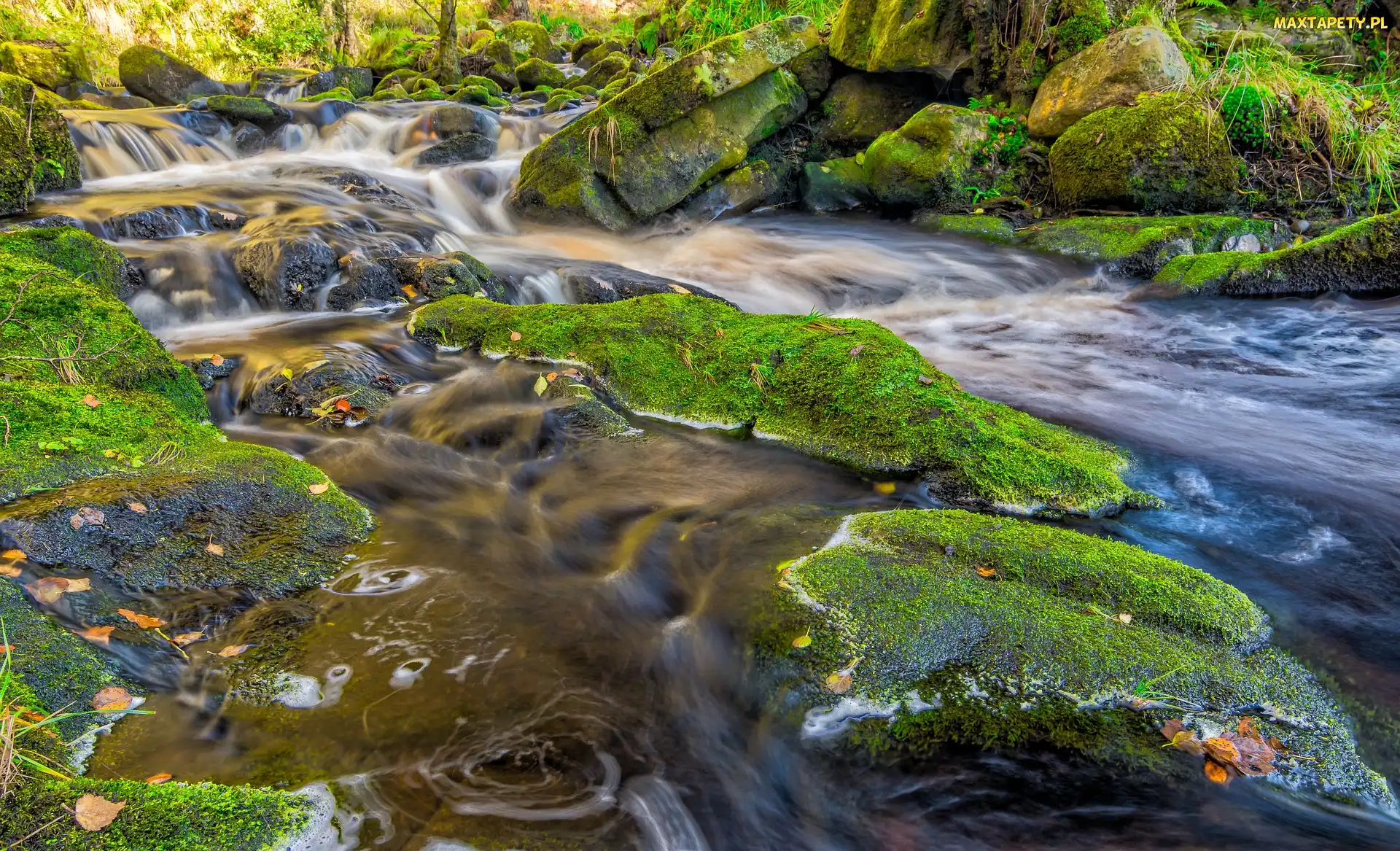 Hrabstwo Yorkshire, Kamienie, Omszałe, Rzeka Wharfe, Anglia