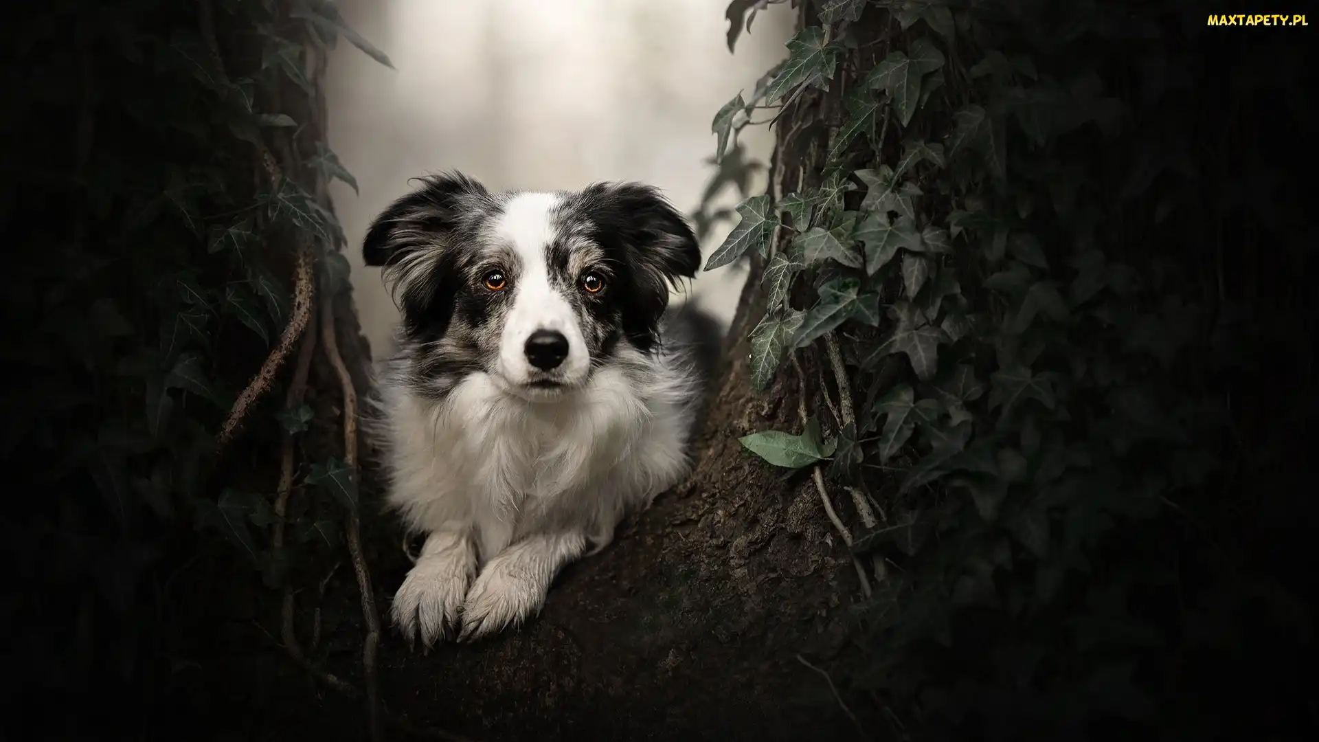 Liście, Roślina, Border collie, Pies, Mordka, Drzewo