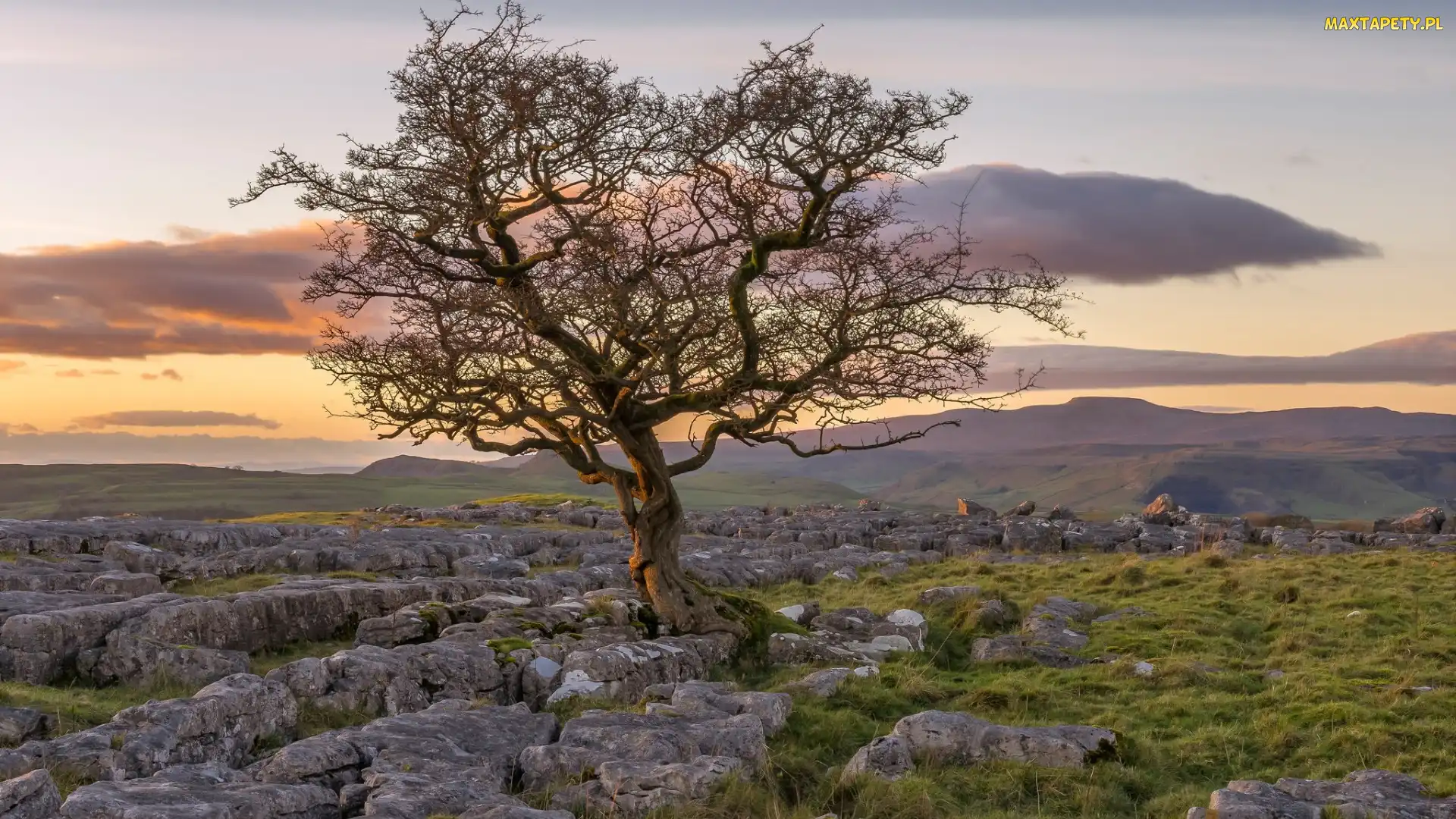 Jesion, Drzewo, Hrabstwo North Yorkshire, Kamienie, Skały wapienne, Anglia, Park Narodowy Yorkshire Dales