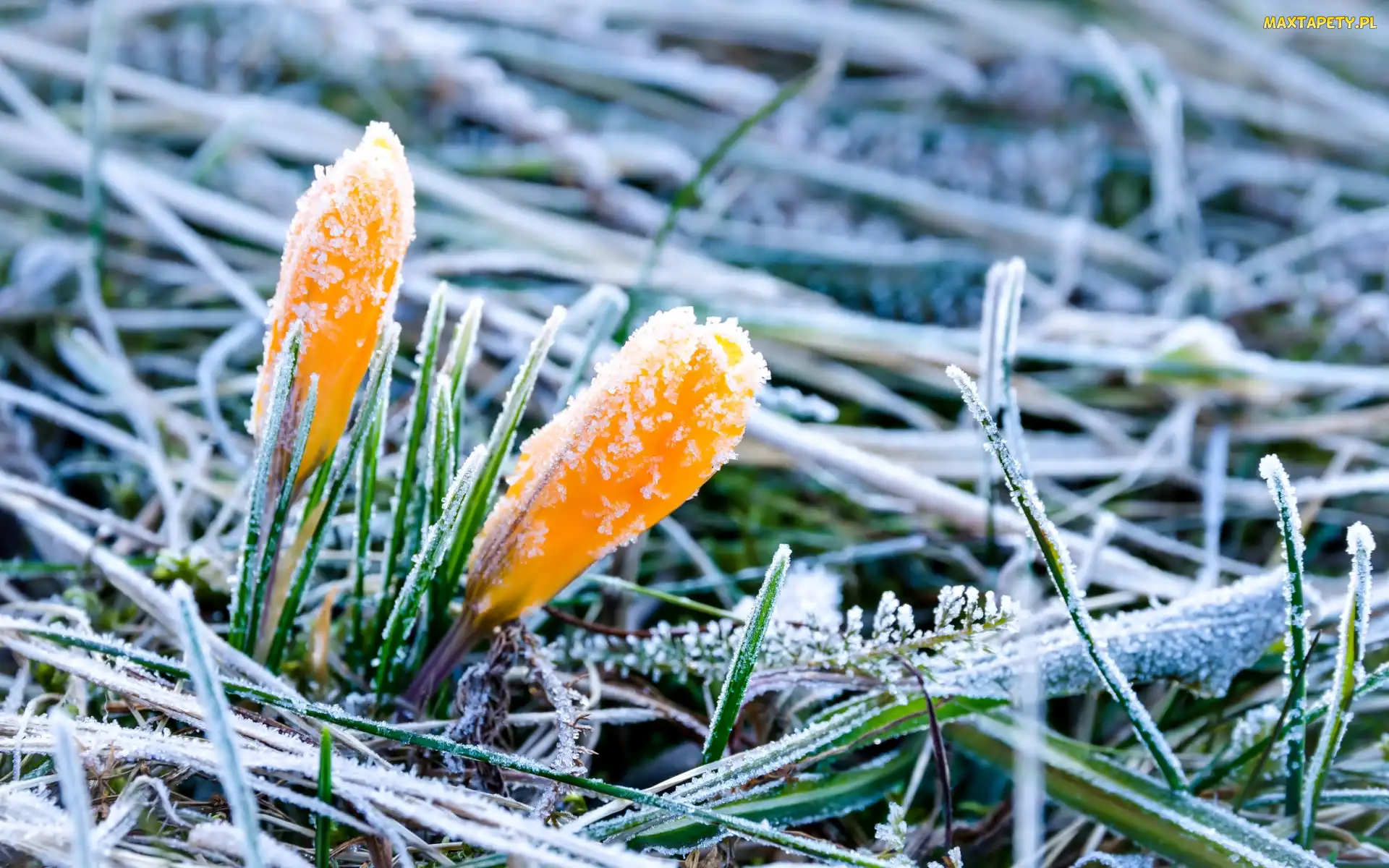 Krokusy, Wiosna, Szron, Trawa, Żółte