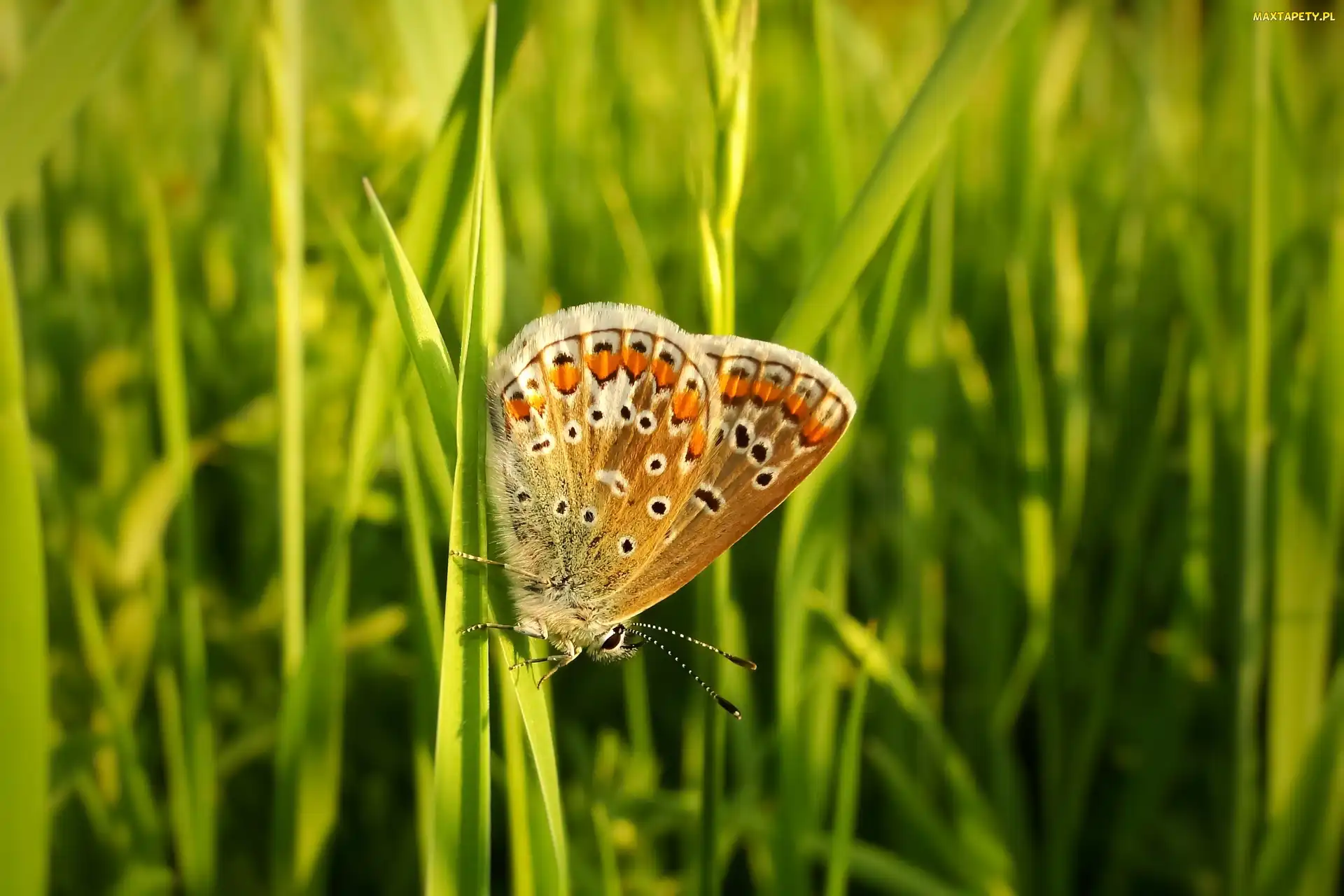 Trawa, Źdźbła, Motyl, Modraszek agestis