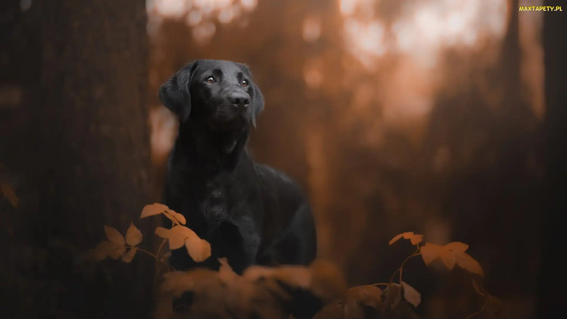 Czarny, Liście, Drzewo, Labrador retriever, Pies