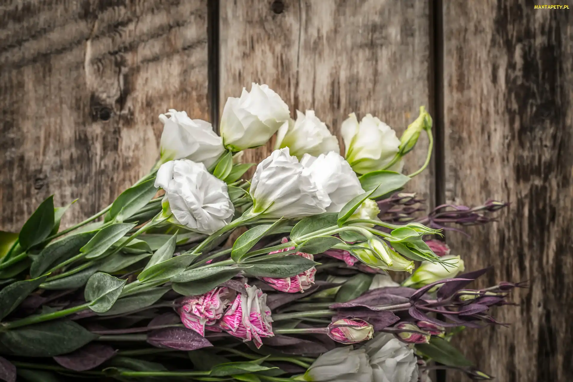 Eustoma, Deski, Bukiet