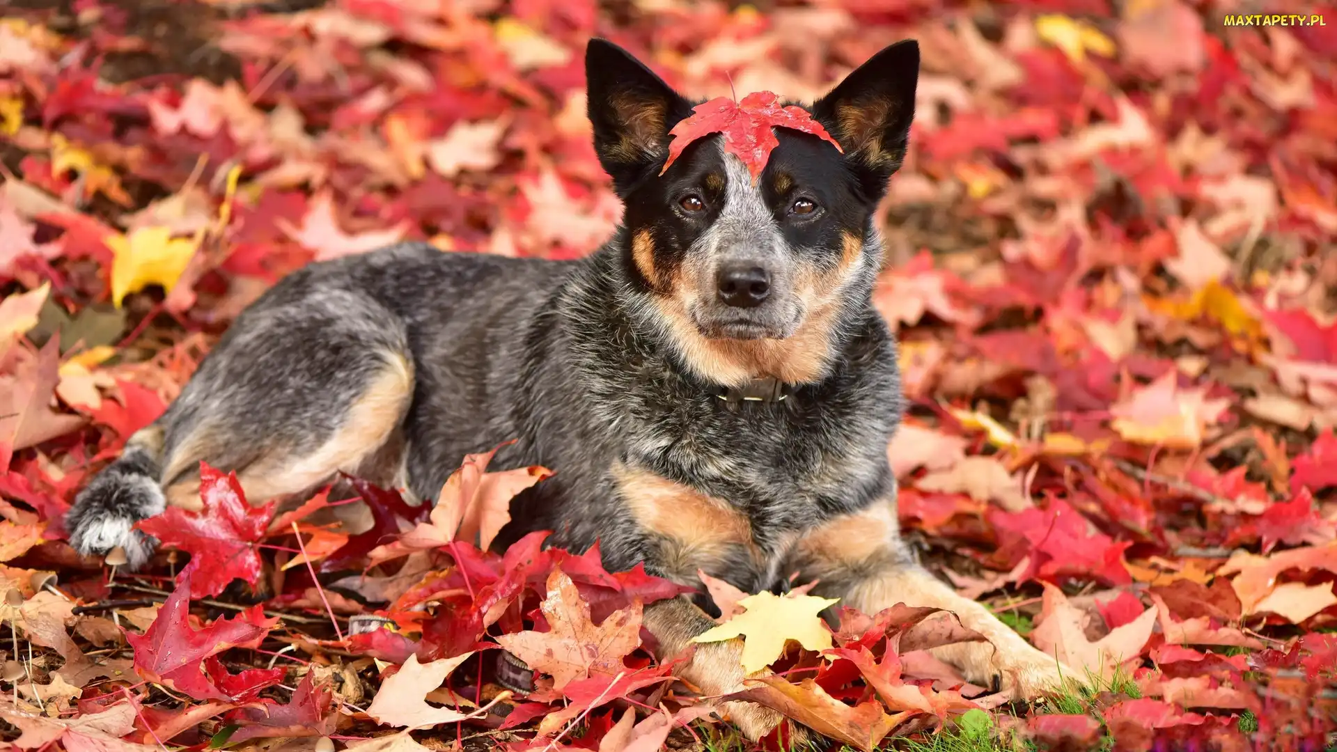 Australian cattle dog, Liście, Pies