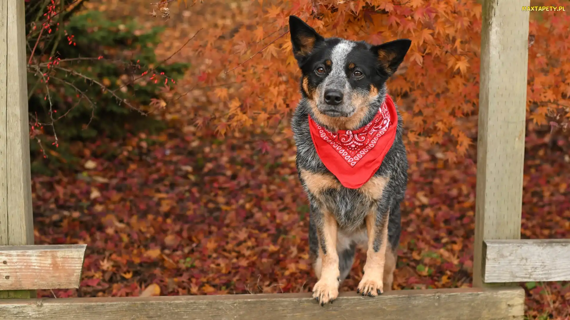 Australian cattle dog, Chustka, Pies