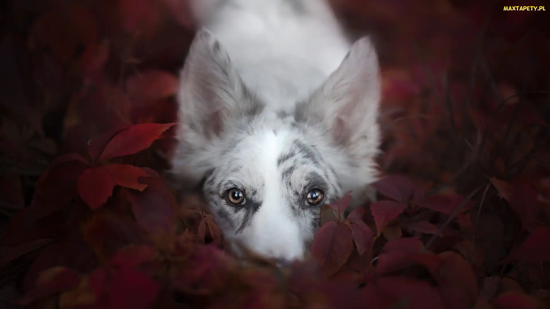 Pies, Liście, Mordka, Border collie