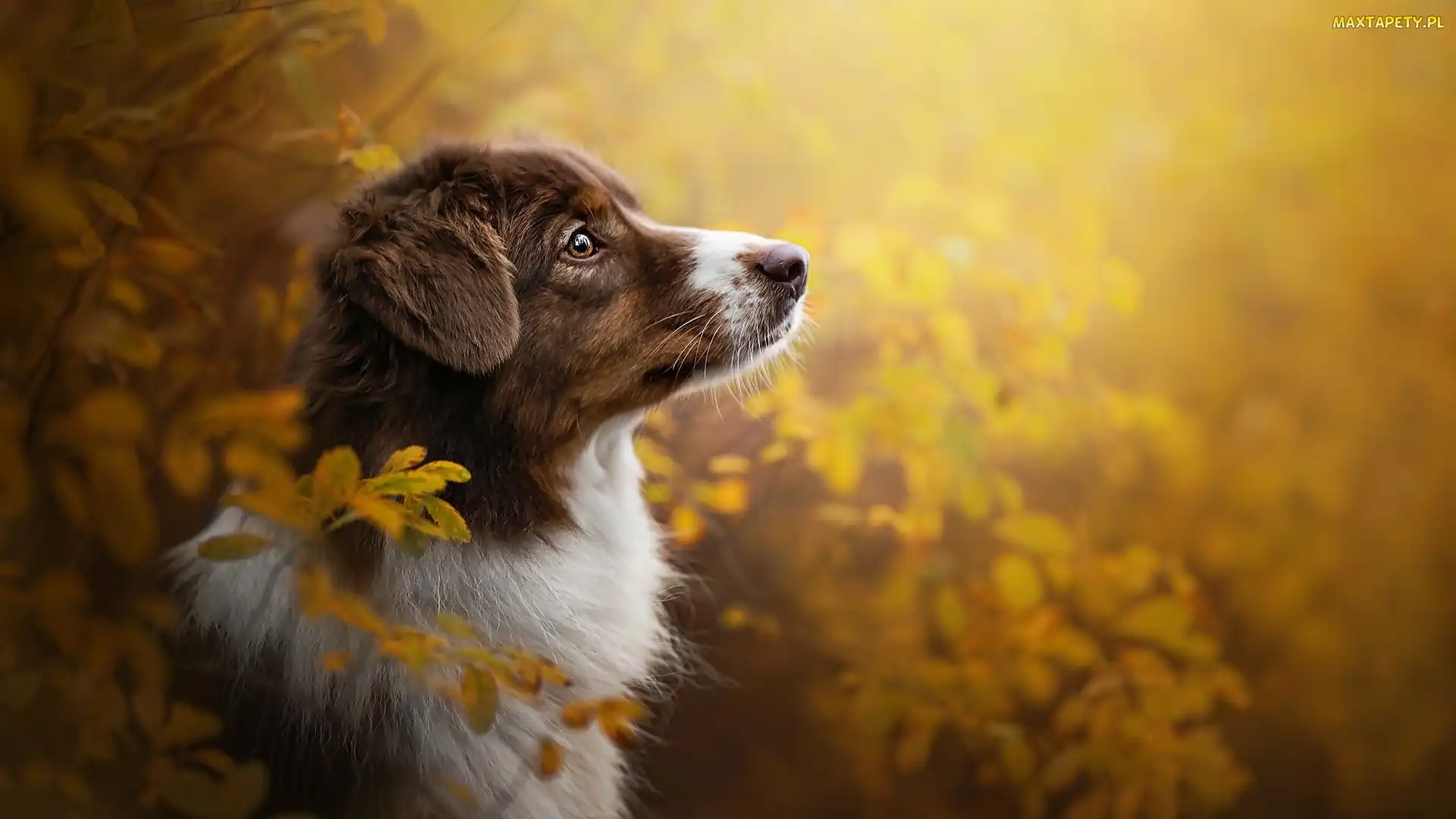 Owczarek australijski, Liście, Mordka, Australian shepherd, Pies