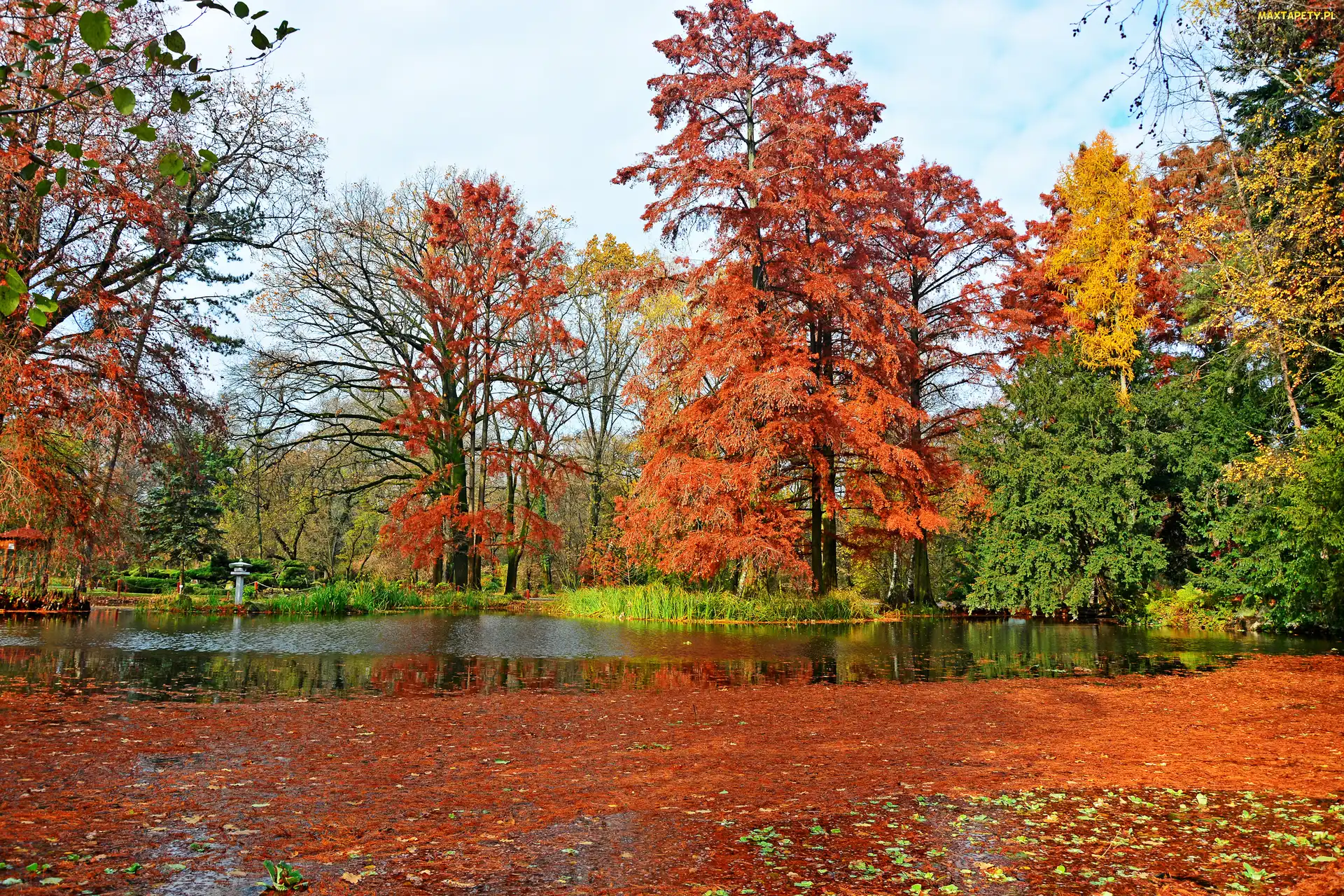 Jesień, Staw, Miasto Segedyn, Drzewa, Park, Węgry, Ogród Botaniczny Szeged