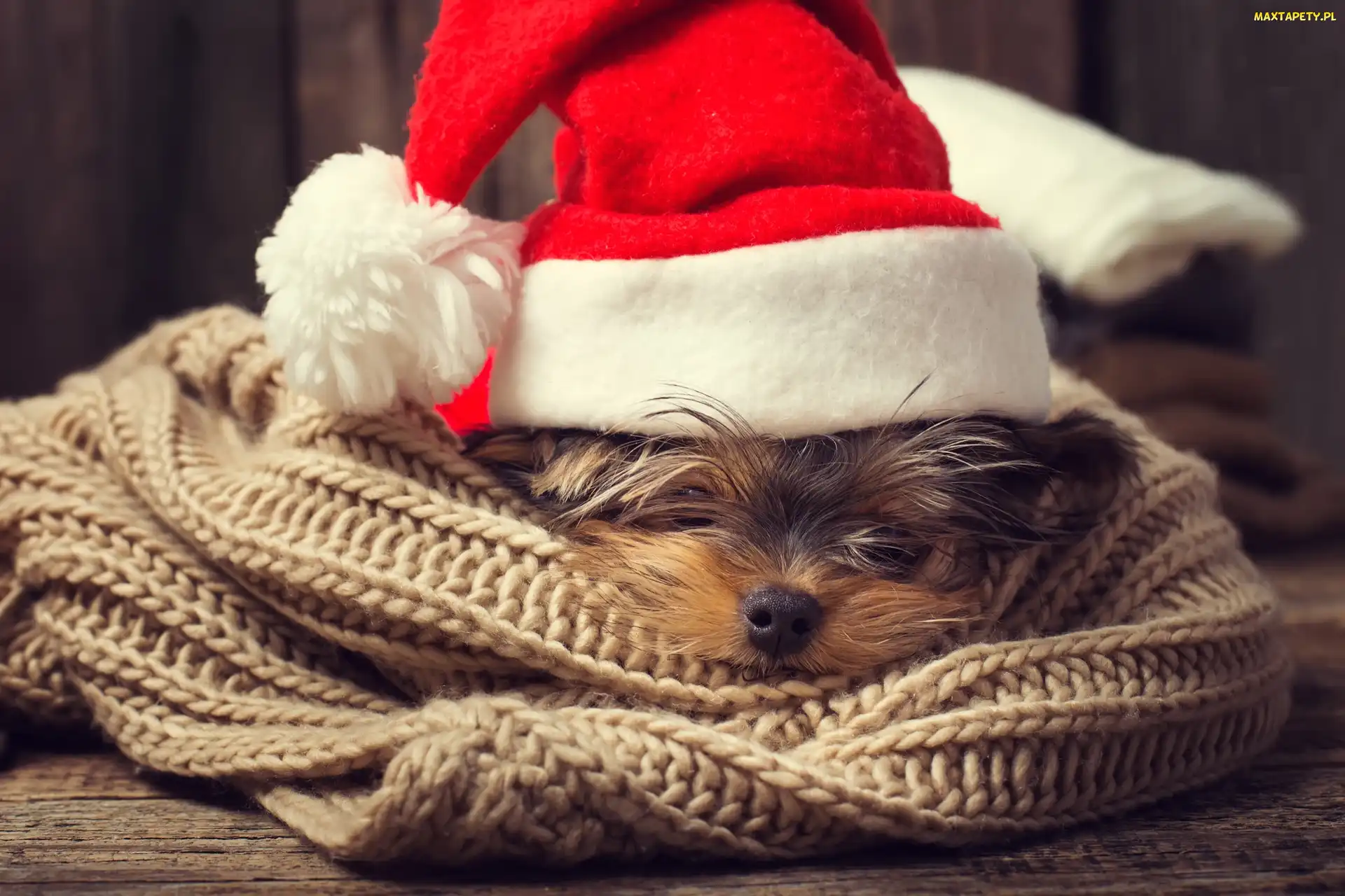 Yorkshire terrier, Mikołaja, Czapka, Szal, Pies
