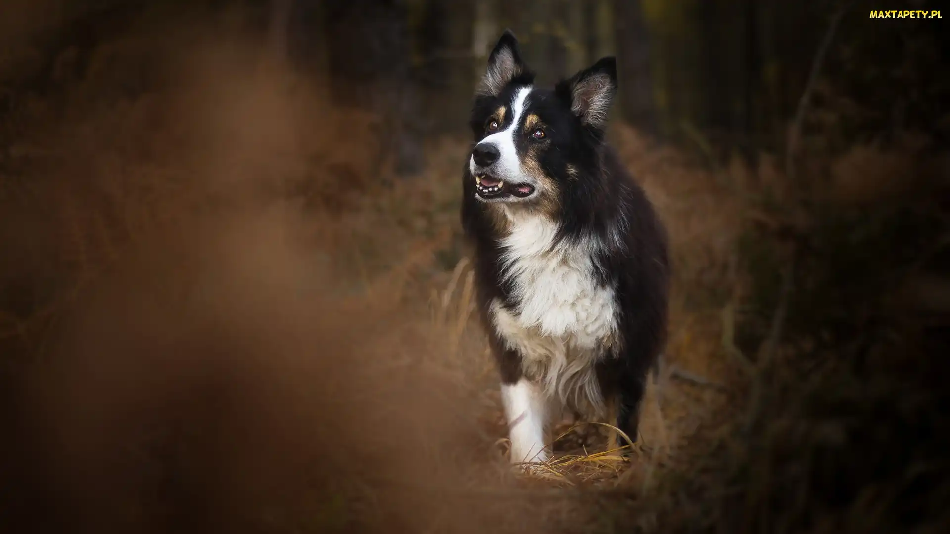 Pies, Trawa, Border collie