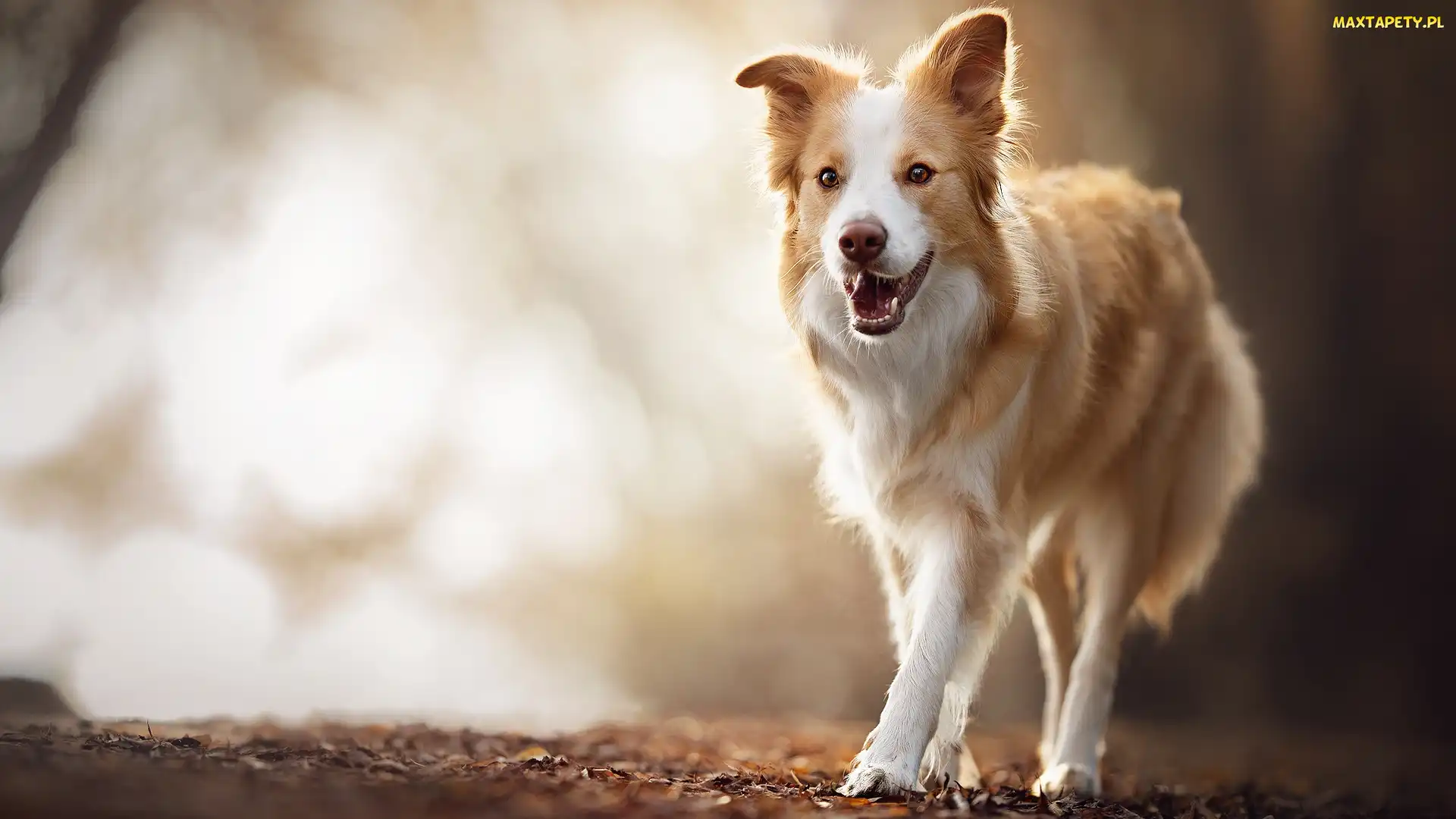 Pies, Liście, Border collie