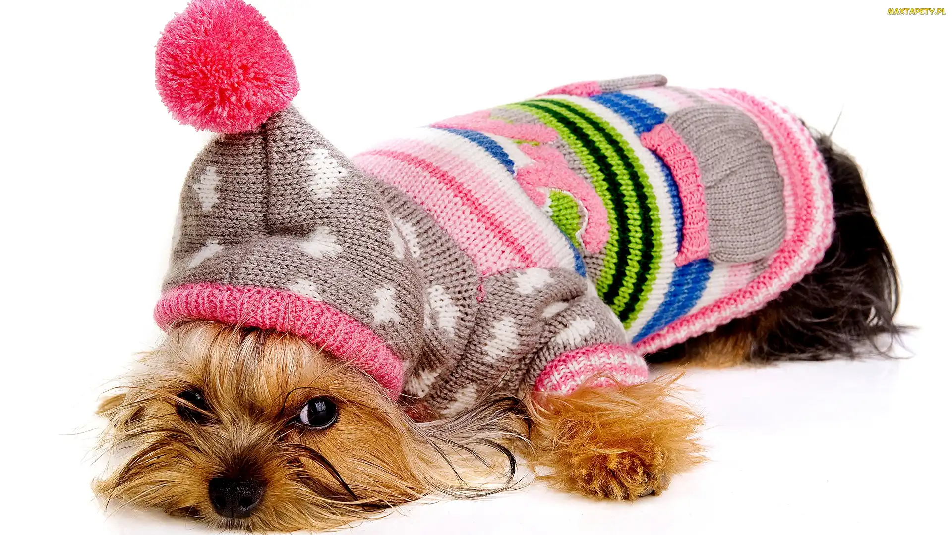 Yorkshire terrier, Ubranko, Pies