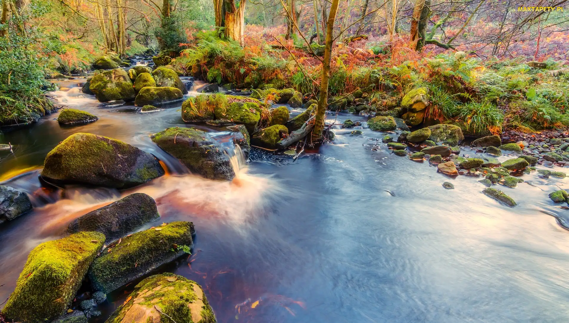 Park Narodowy Yorkshire Dales, Rzeka Wharfe, Anglia, Las Valley of Desolation, Omszałe, Opactwo Bolton Abbey, Kamienie, Drzewa
