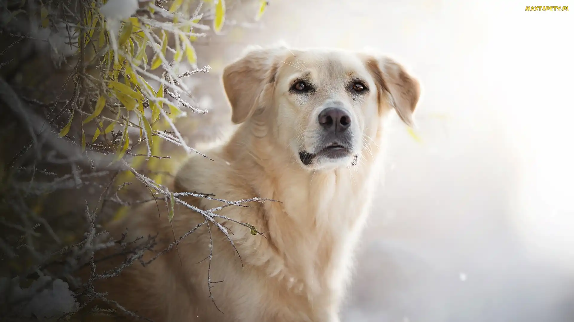 Szron, Listki, Golden retriever, Pies, Mordka, Gałązki