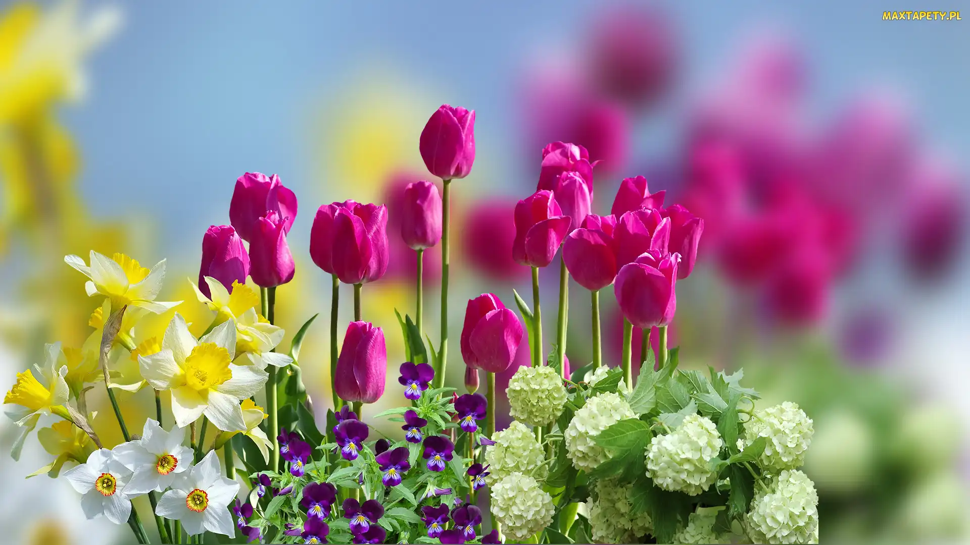Rozmycie, Kalina koralowa Roseum, Tulipany, Kwiaty, Narcyzy, Bratki