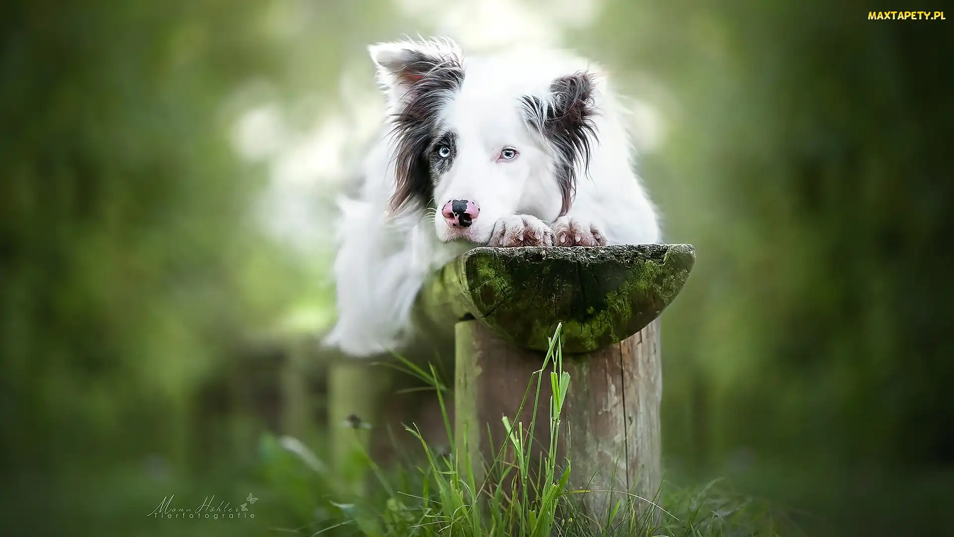 Border collie, Trawa, Ławka, Mordka, Pies
