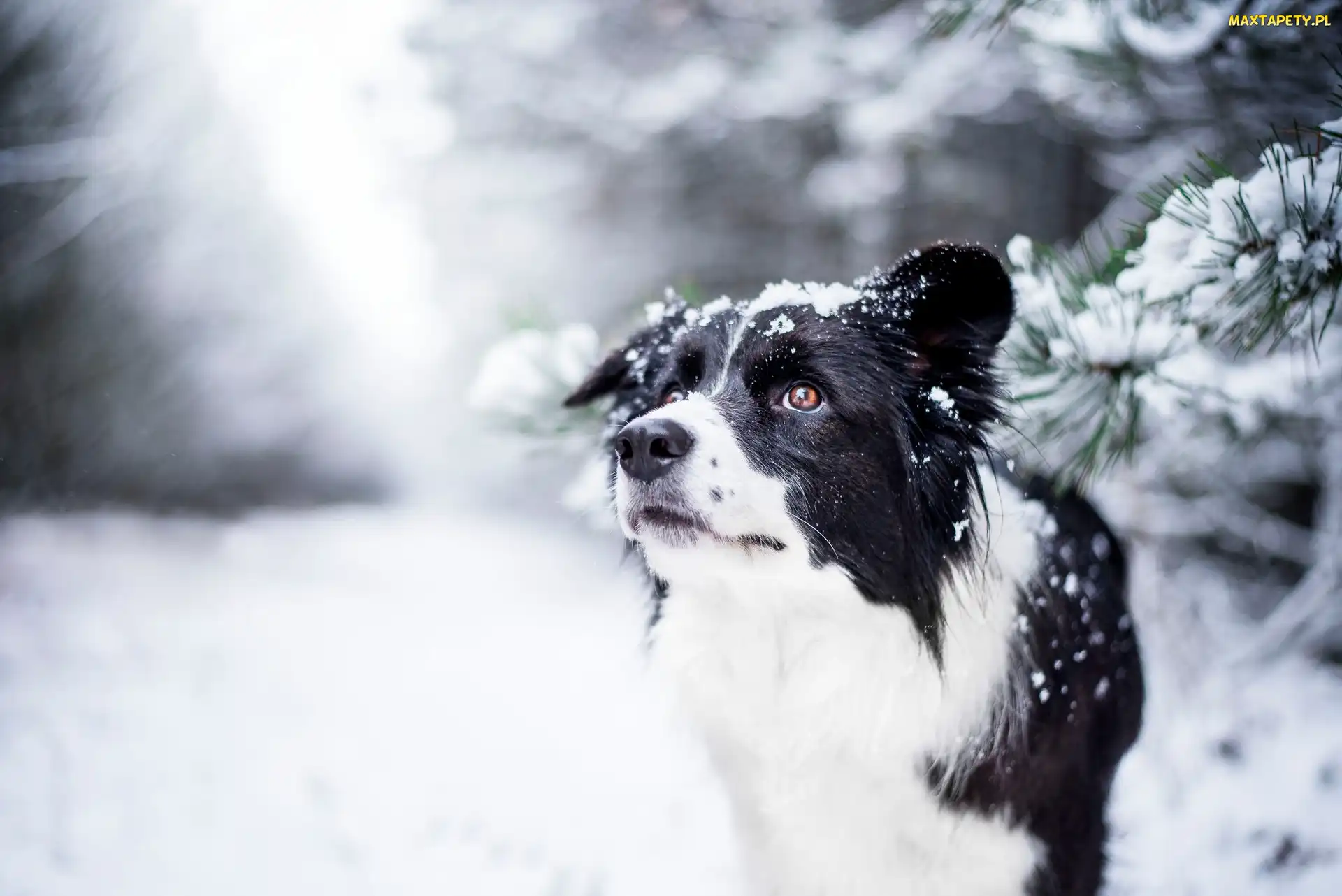 Pies, Gałązki, Zima, Śnieg, Border collie