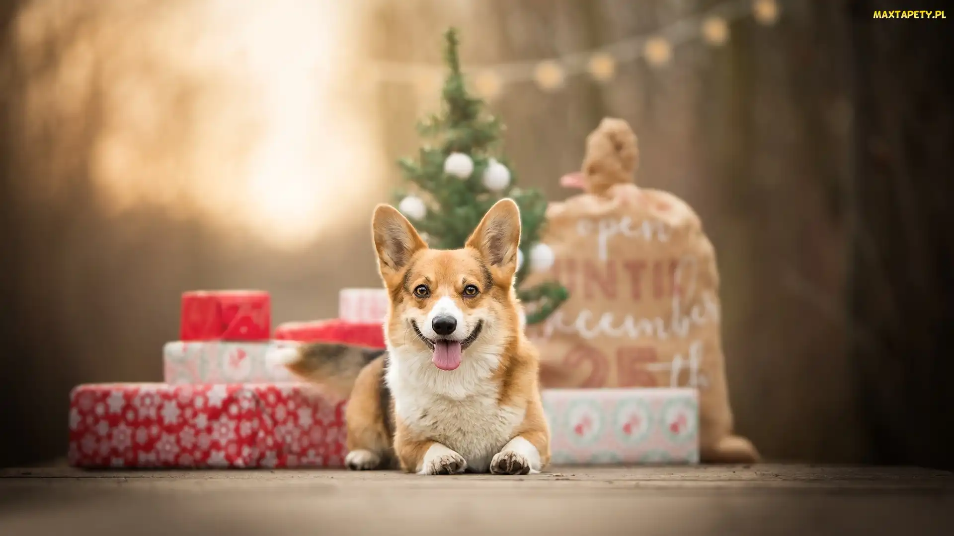 Prezenty, Świąteczne, Pies, Welsh corgi pembroke