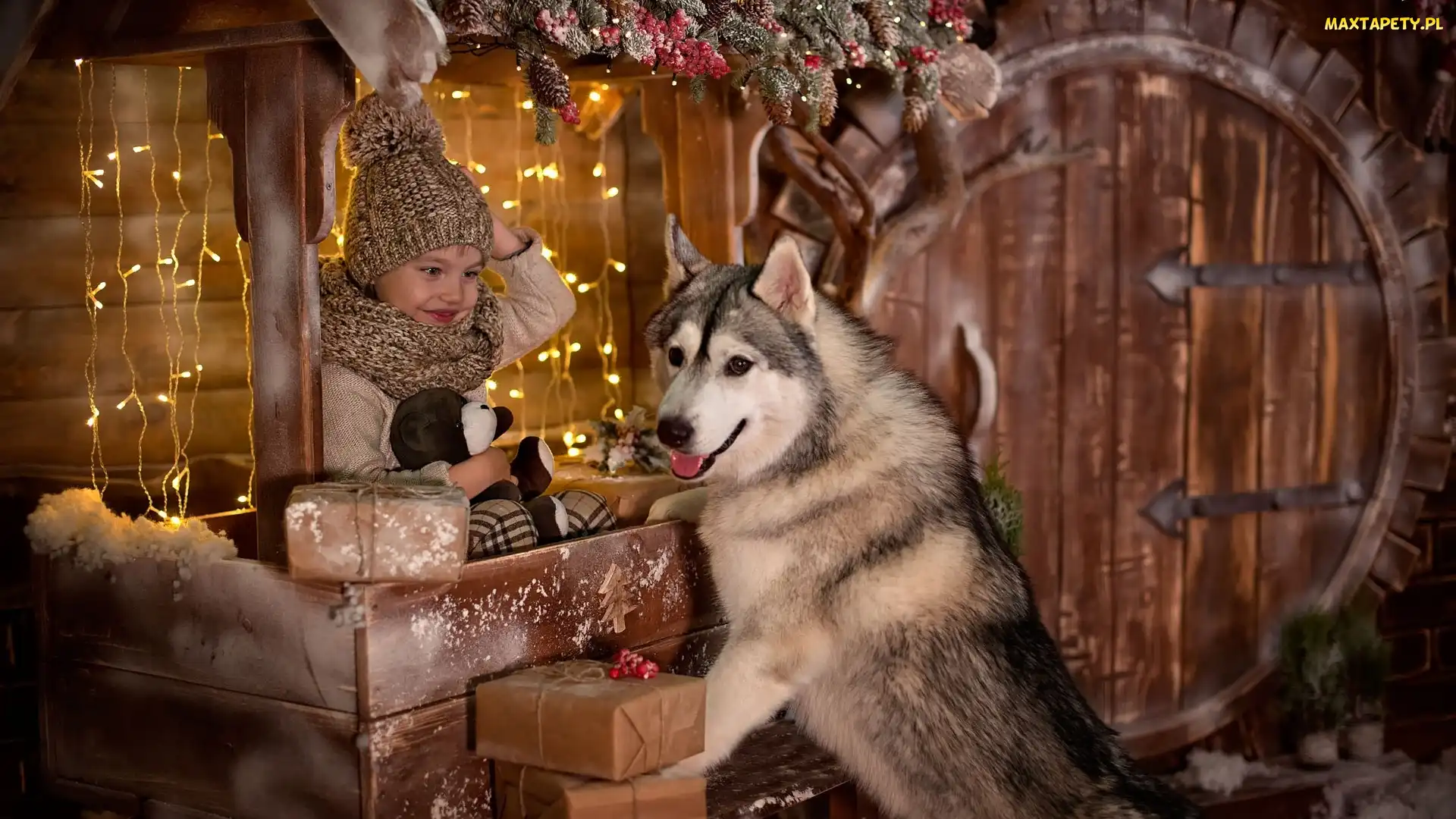 Pies, Światełka, Świątecznie, Siberian husky, Dziecko
