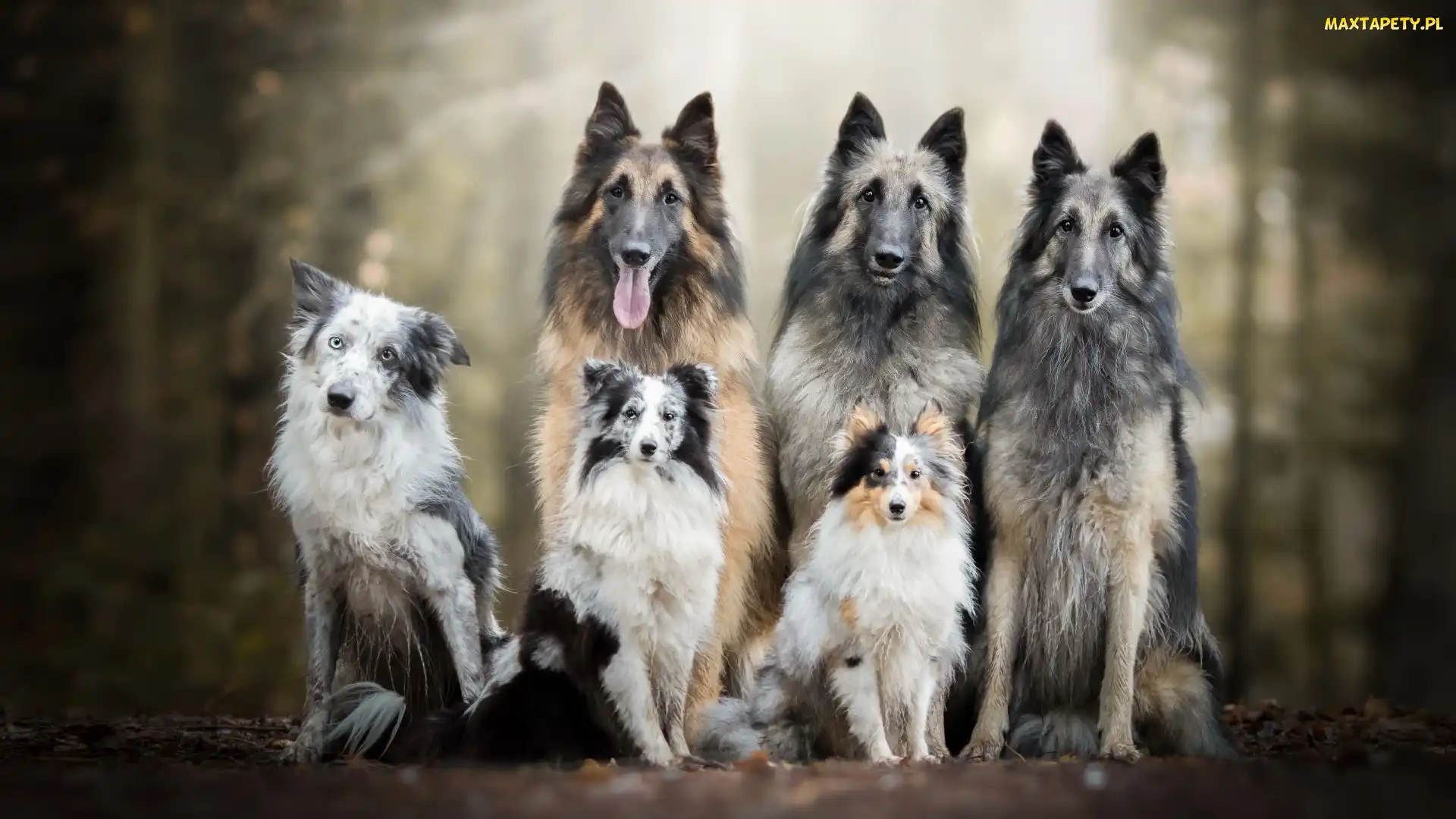 Owczarek szetlandzki, Border collie, Psów, Sześć, Trzy, Owczarki belgijskie tervueren