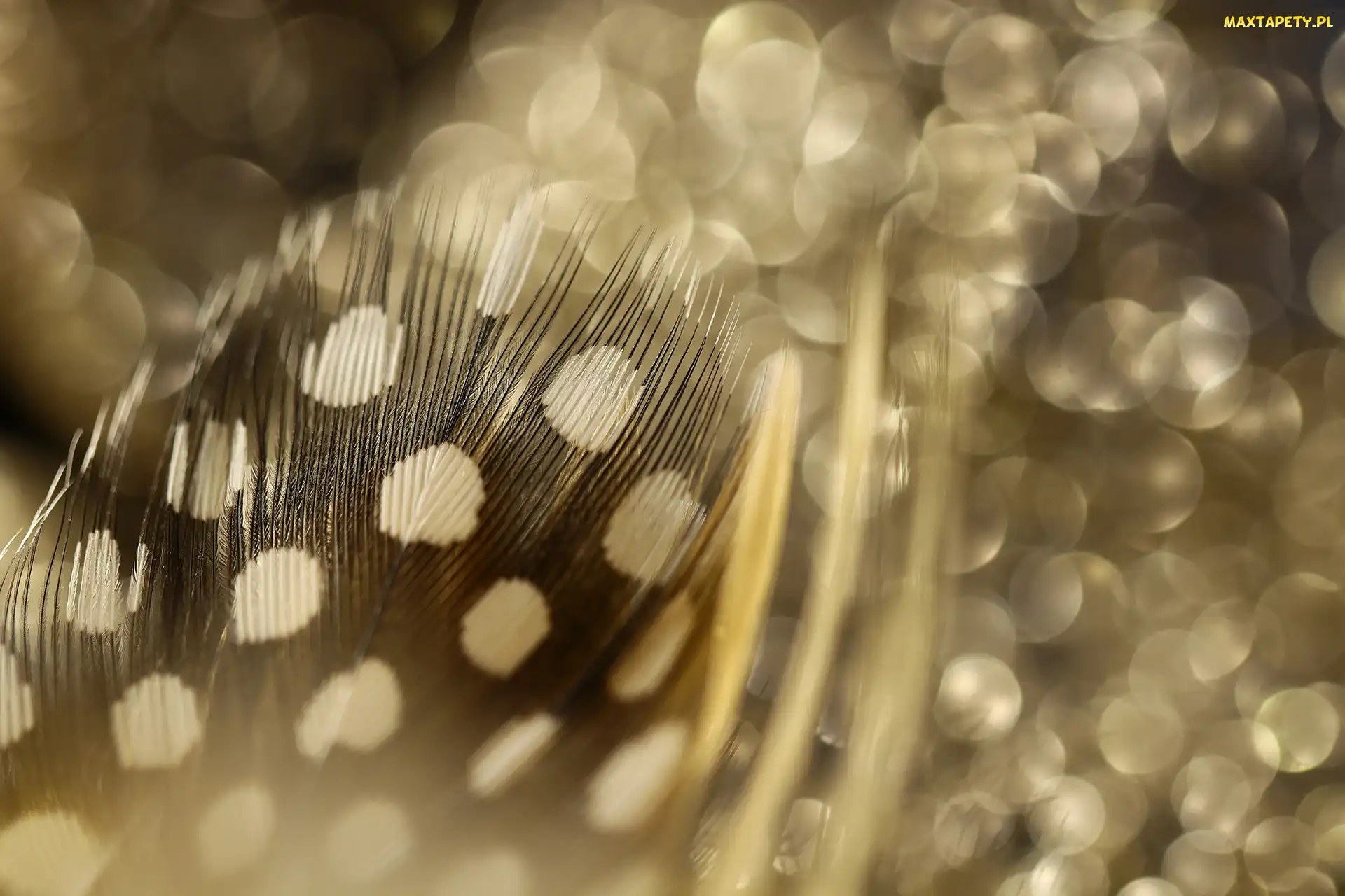 Sepia, Bokeh, Piórko, Makro