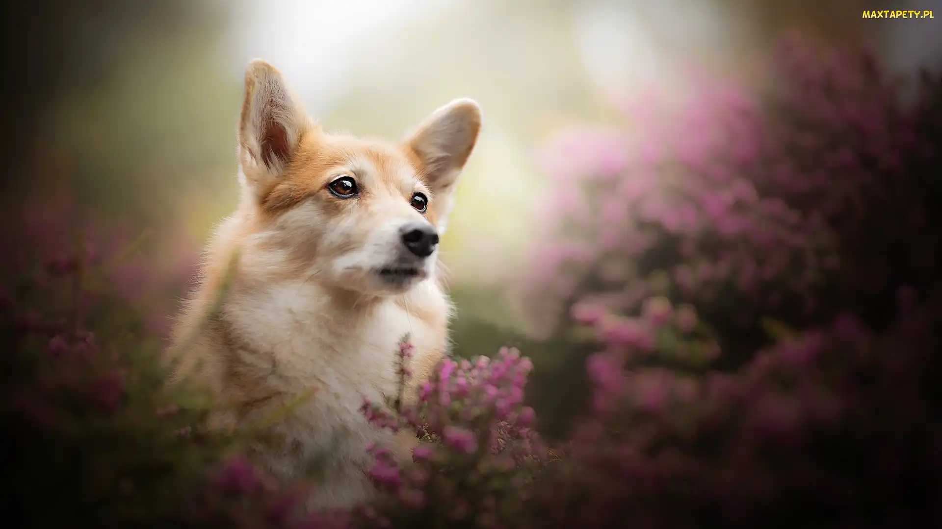 Pies, Wrzosy, Mordka, Welsh corgi pembroke