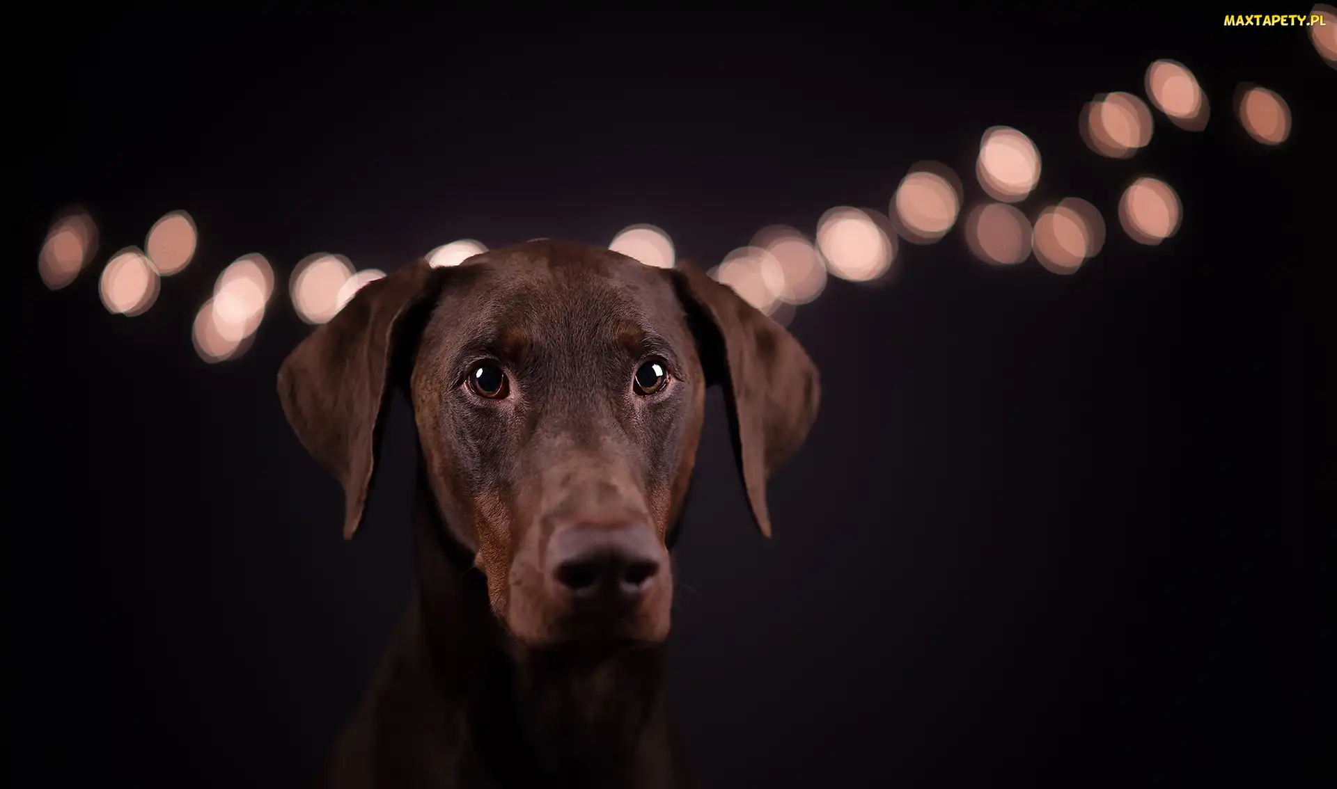 Doberman, Tło, Czarne, Światła, Pies