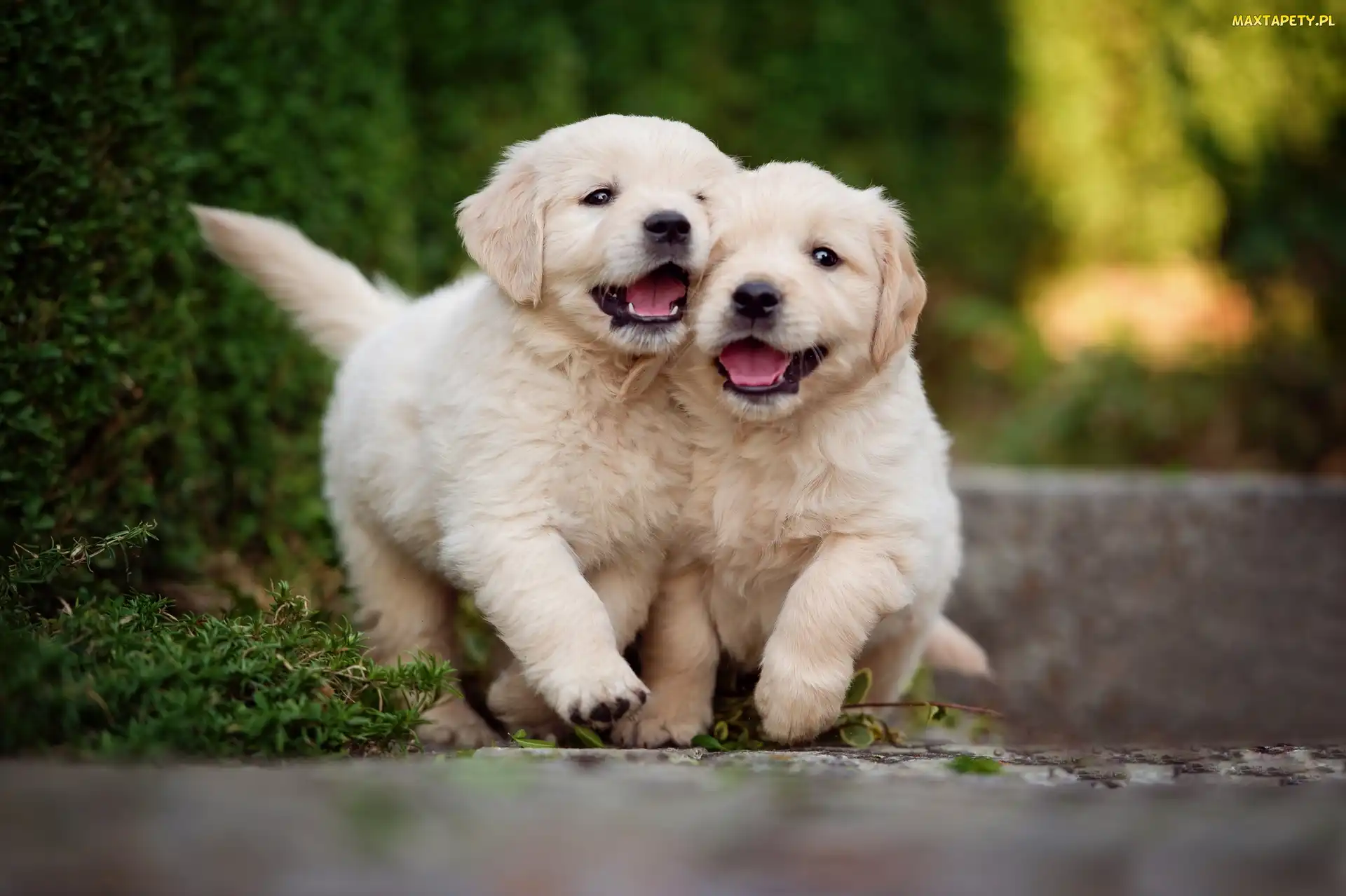 Golden Retrievery, Psy, Szczeniaki, Dwa