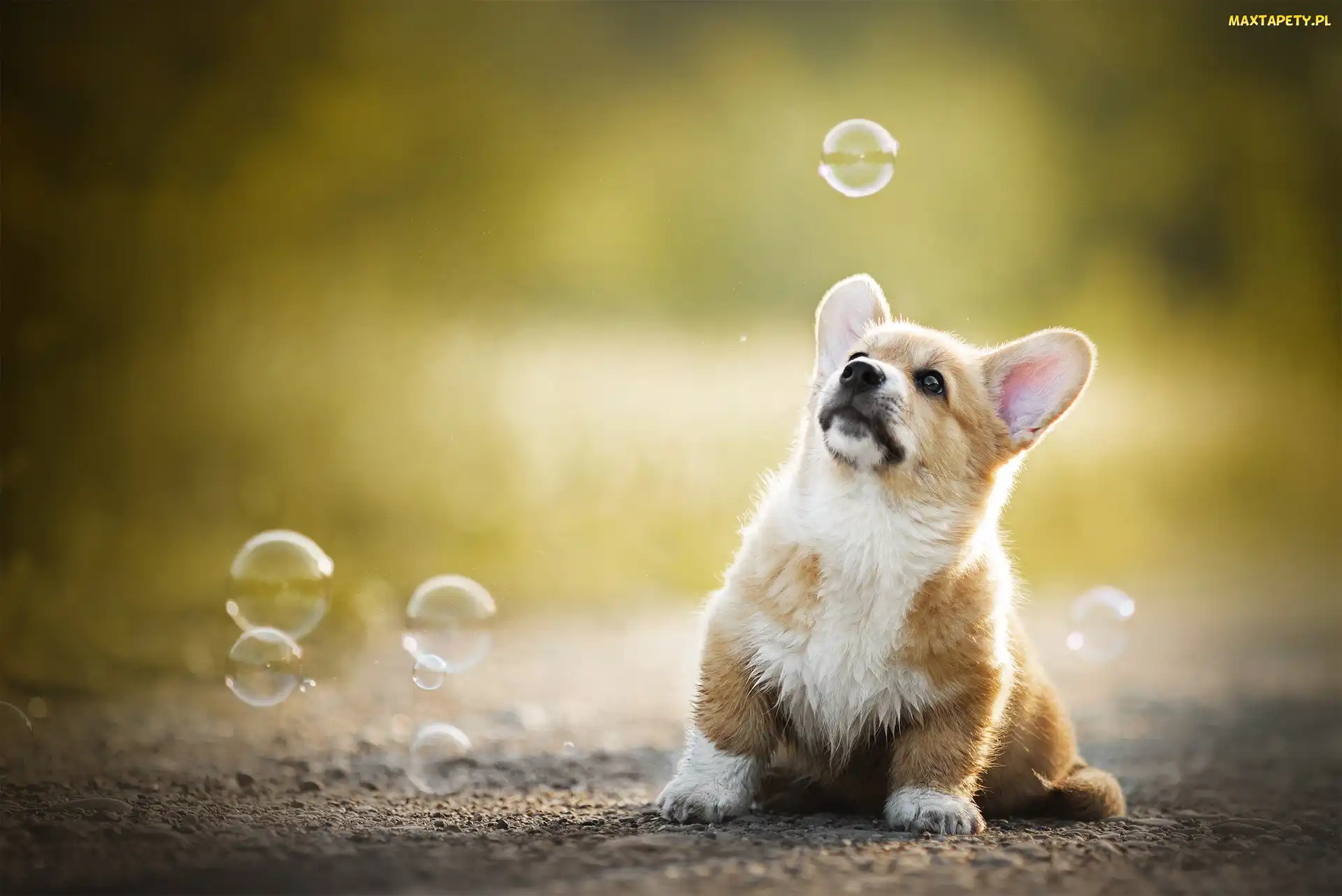 Welsh corgi pembroke, Bańki, Pies