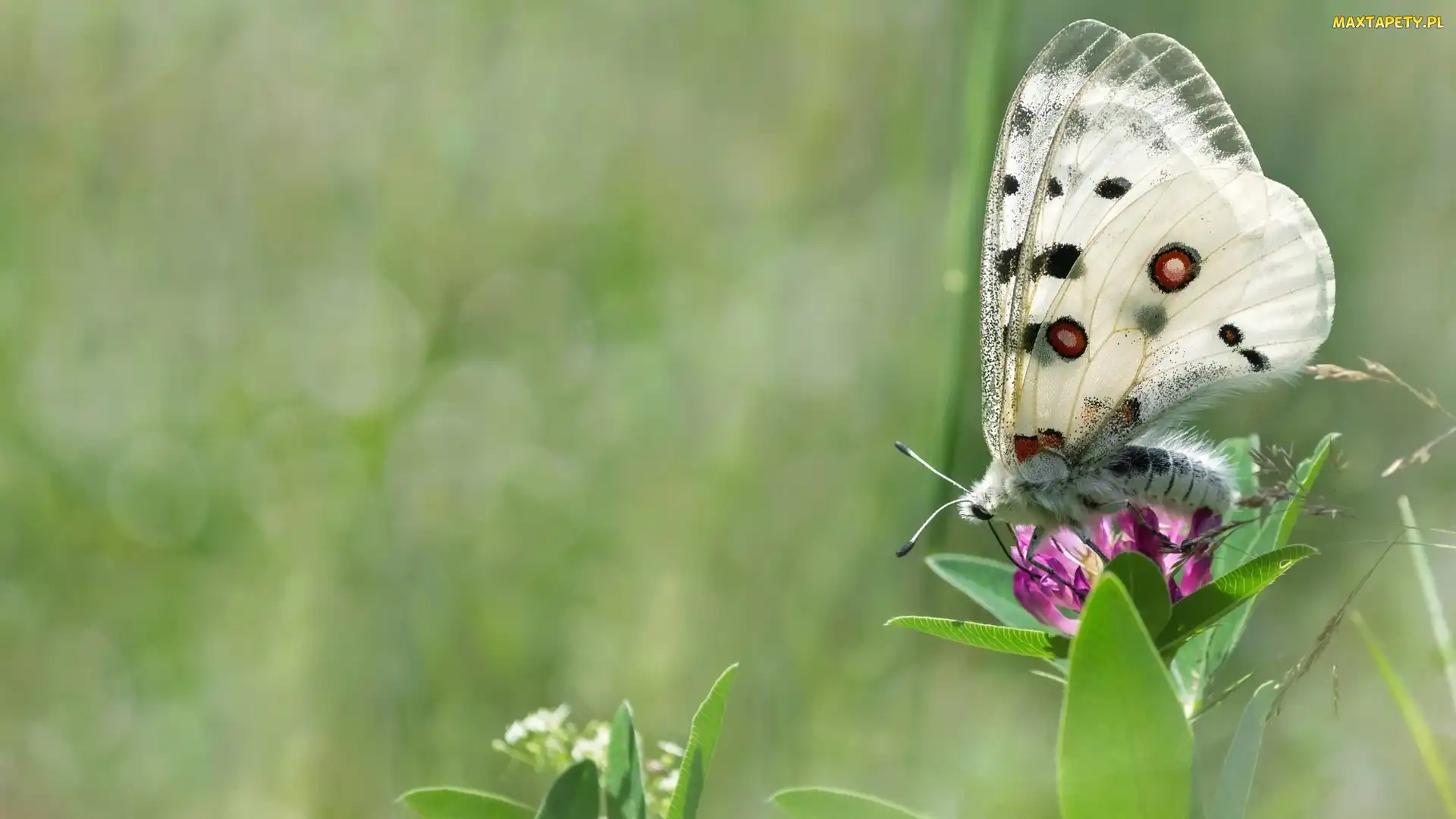 Motyl, Tło, Rozmyte, Kwiat, Biały
