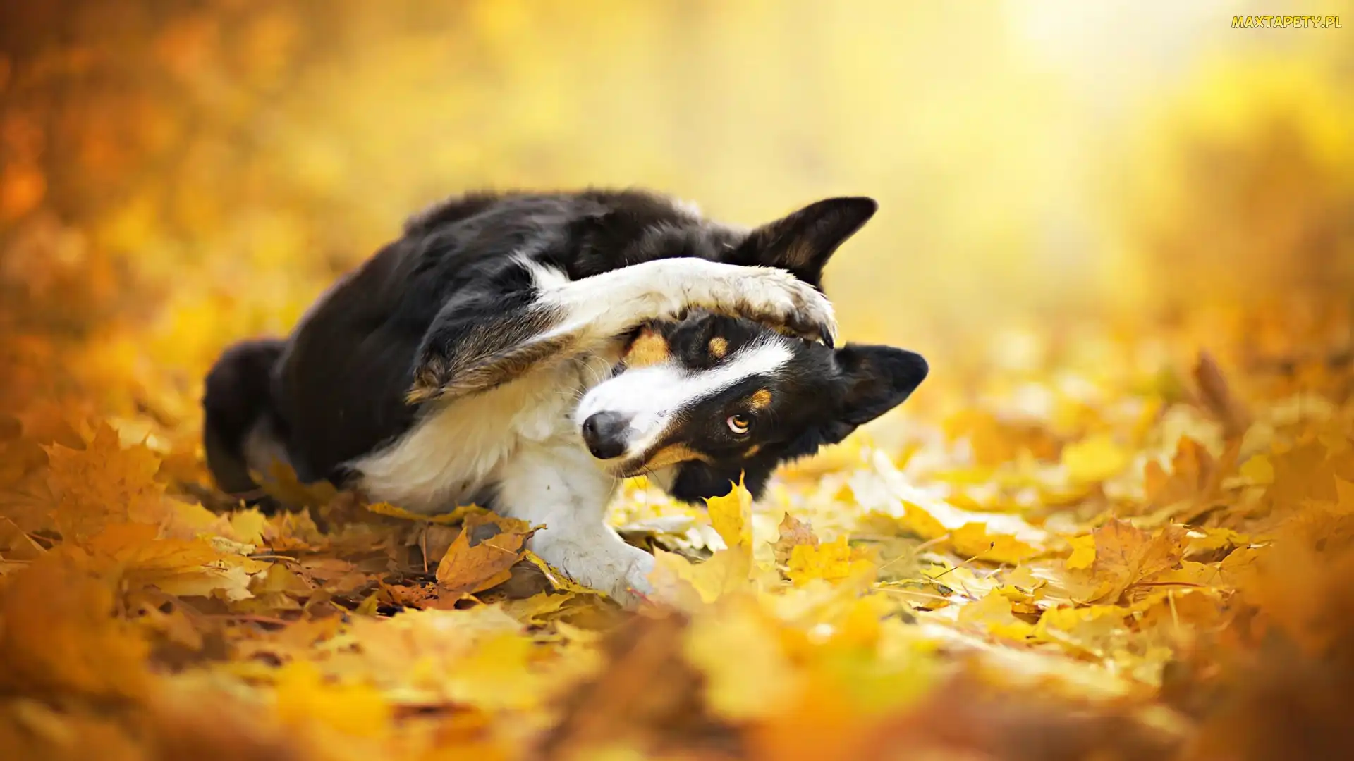 Pies, Liście, Żółte, Border collie