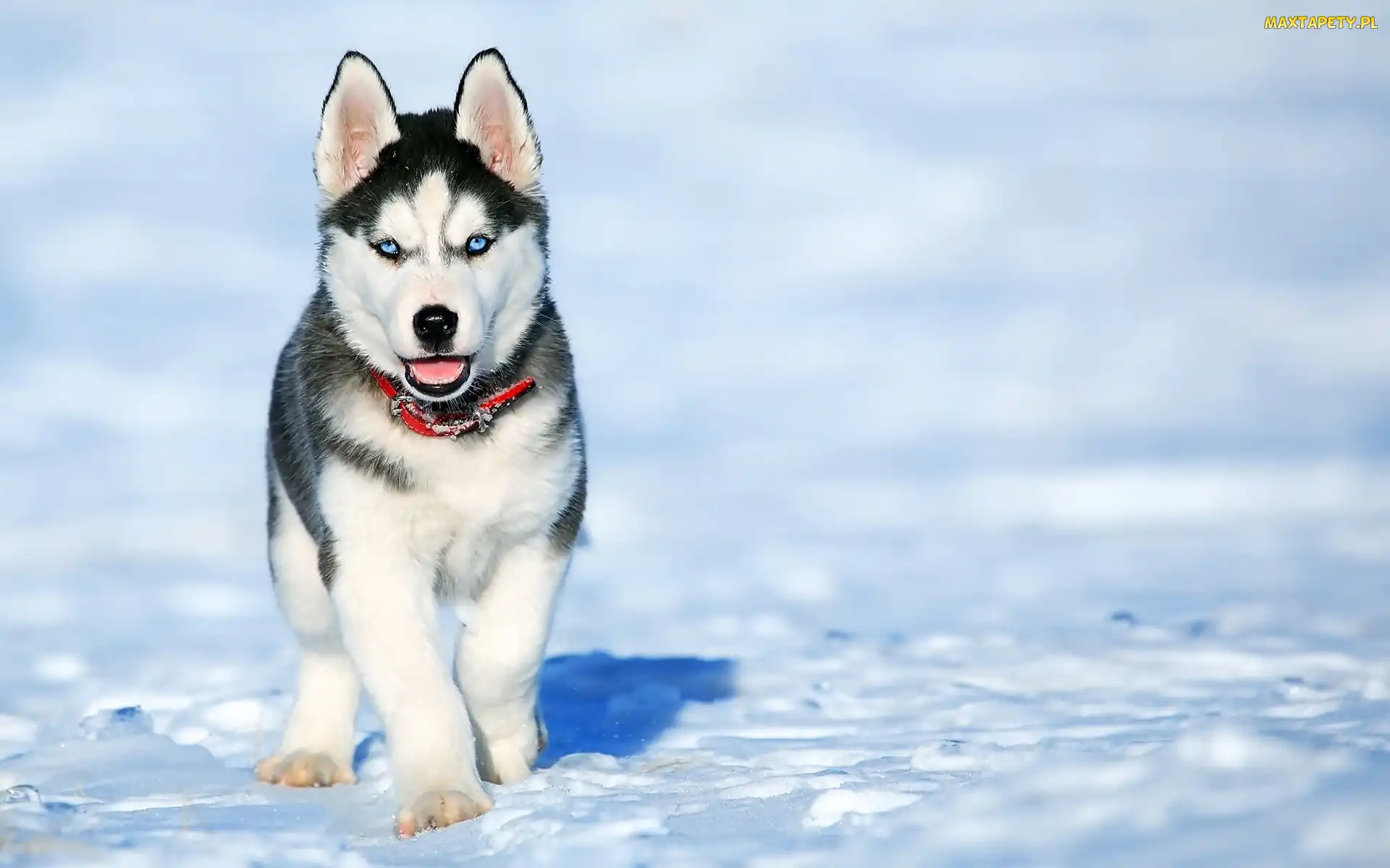 Szczeniak, Śnieg, Siberian husky