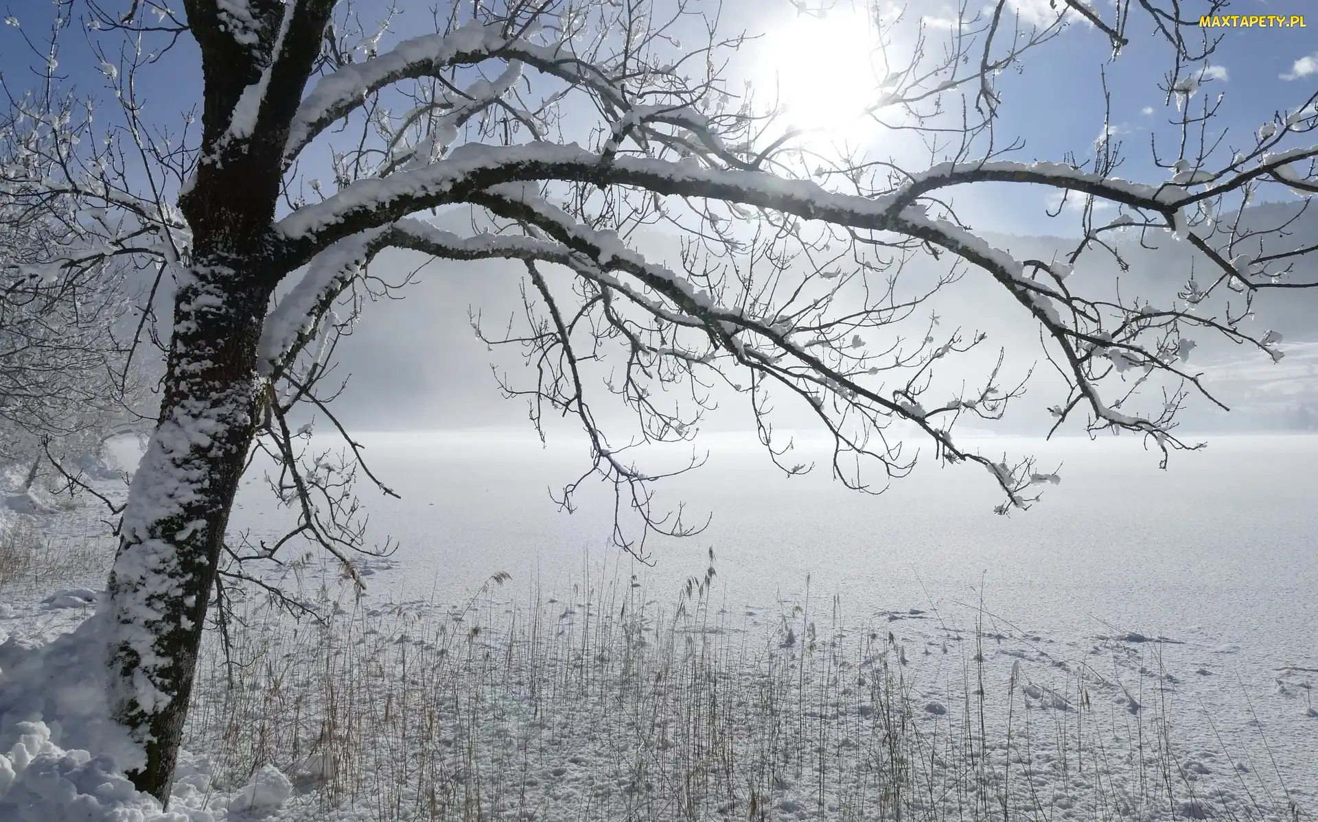 Ośnieżone, Zima, Karyntia, Drzewo, Jezioro Weißensee, Austria, Alpy Gailtalskie