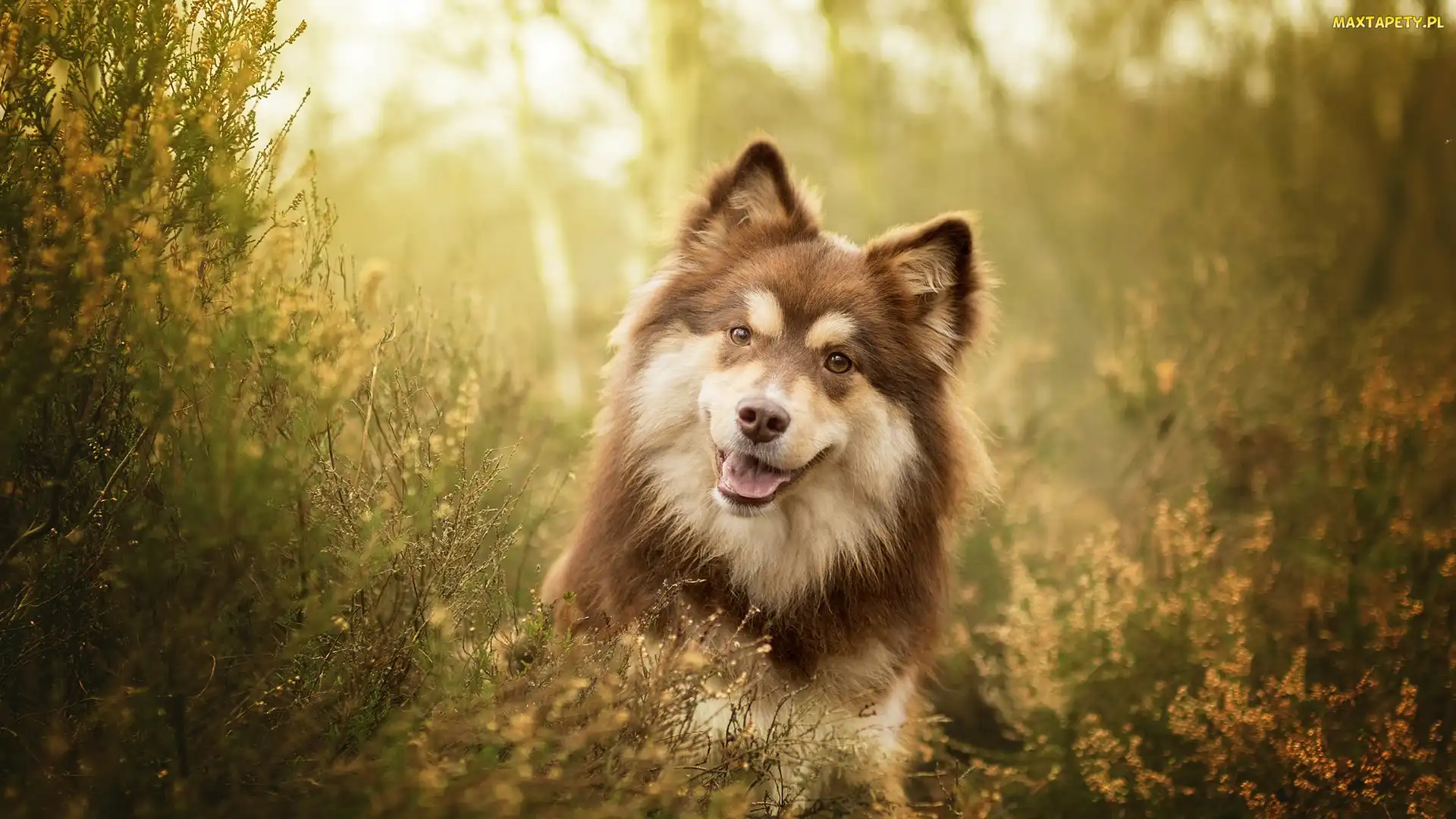 Pies, Wrzosy, Mordka, Fiński lapphund