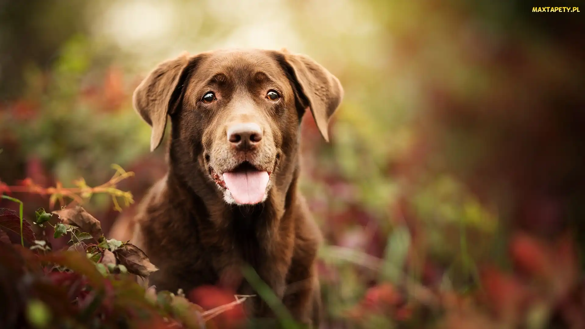 Spojrzenie, Mordka, Pies, Labrador retriever