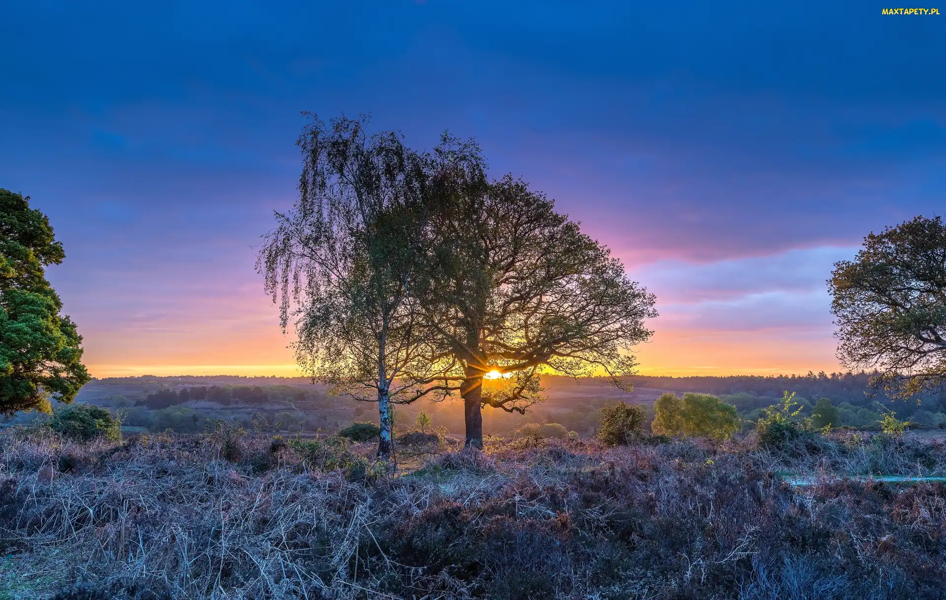 Drzewa, Wrzosowisko, Park Narodowy New Forest, Wschód słońca, Osada Rockford, Anglia, Hrabstwo Hampshire