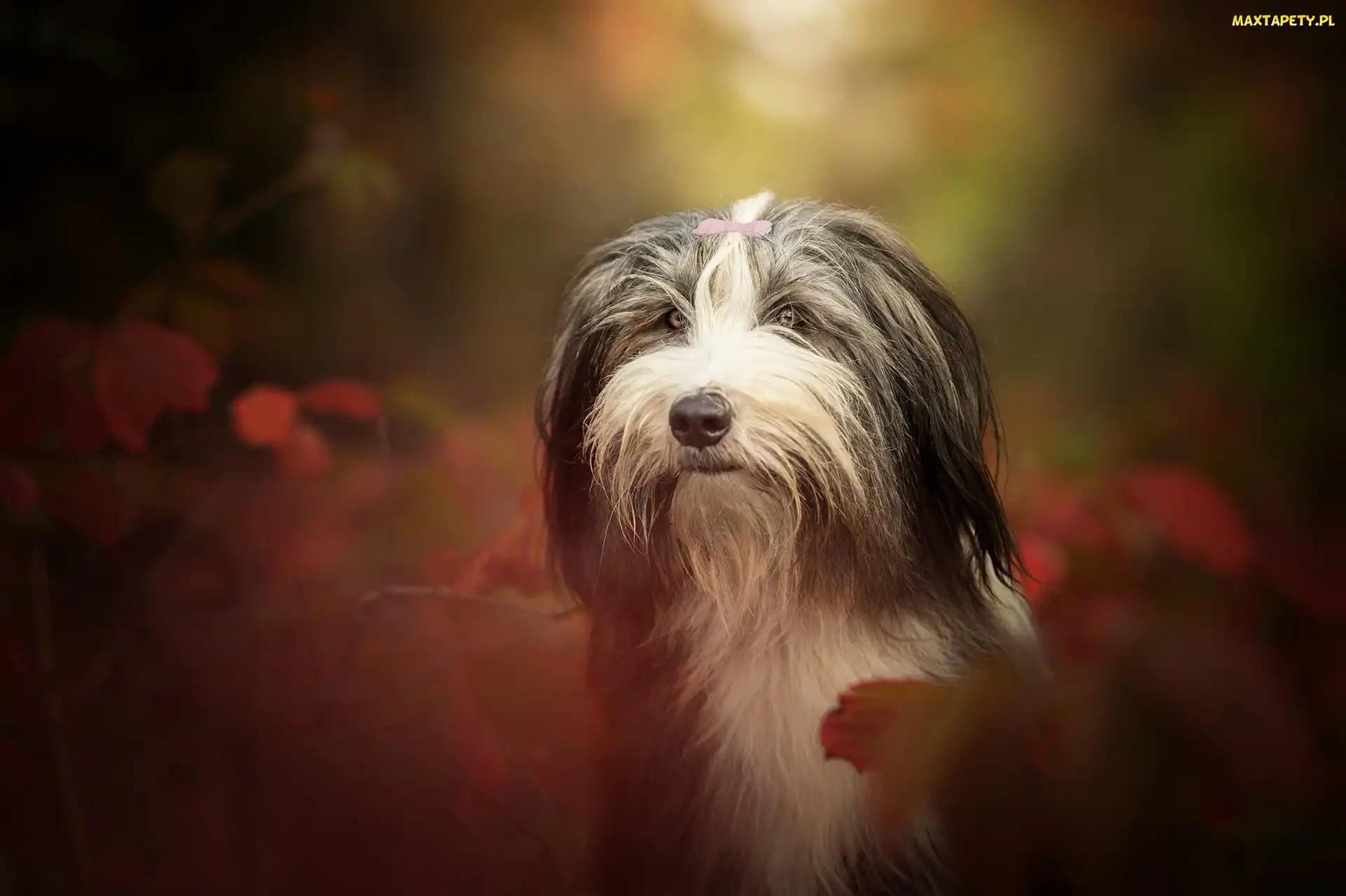 Rozmyte Tło, Liście, Bearded collie, Pies, Głowa, Jesień