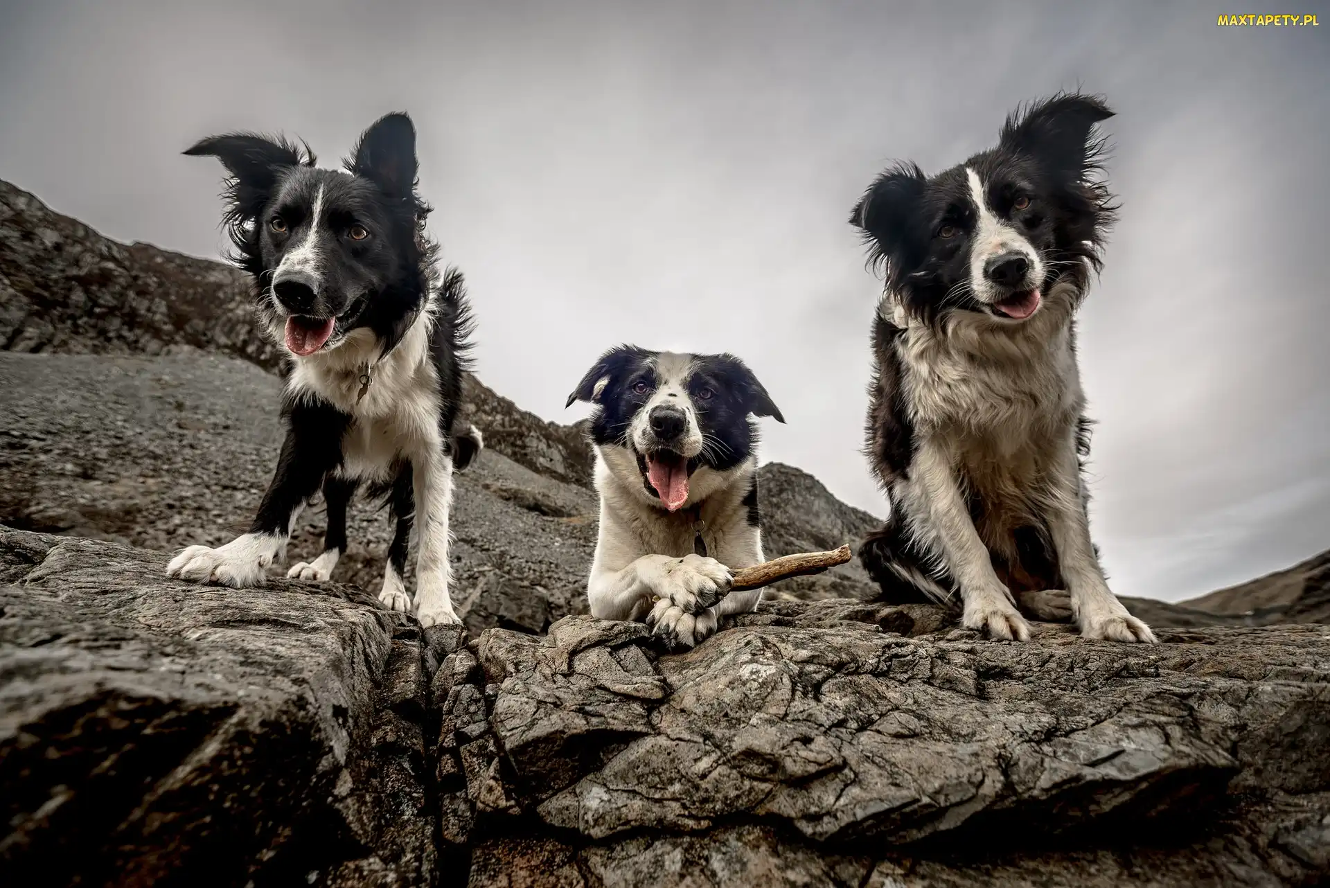 Trzy, Skały, Border collie, Psy
