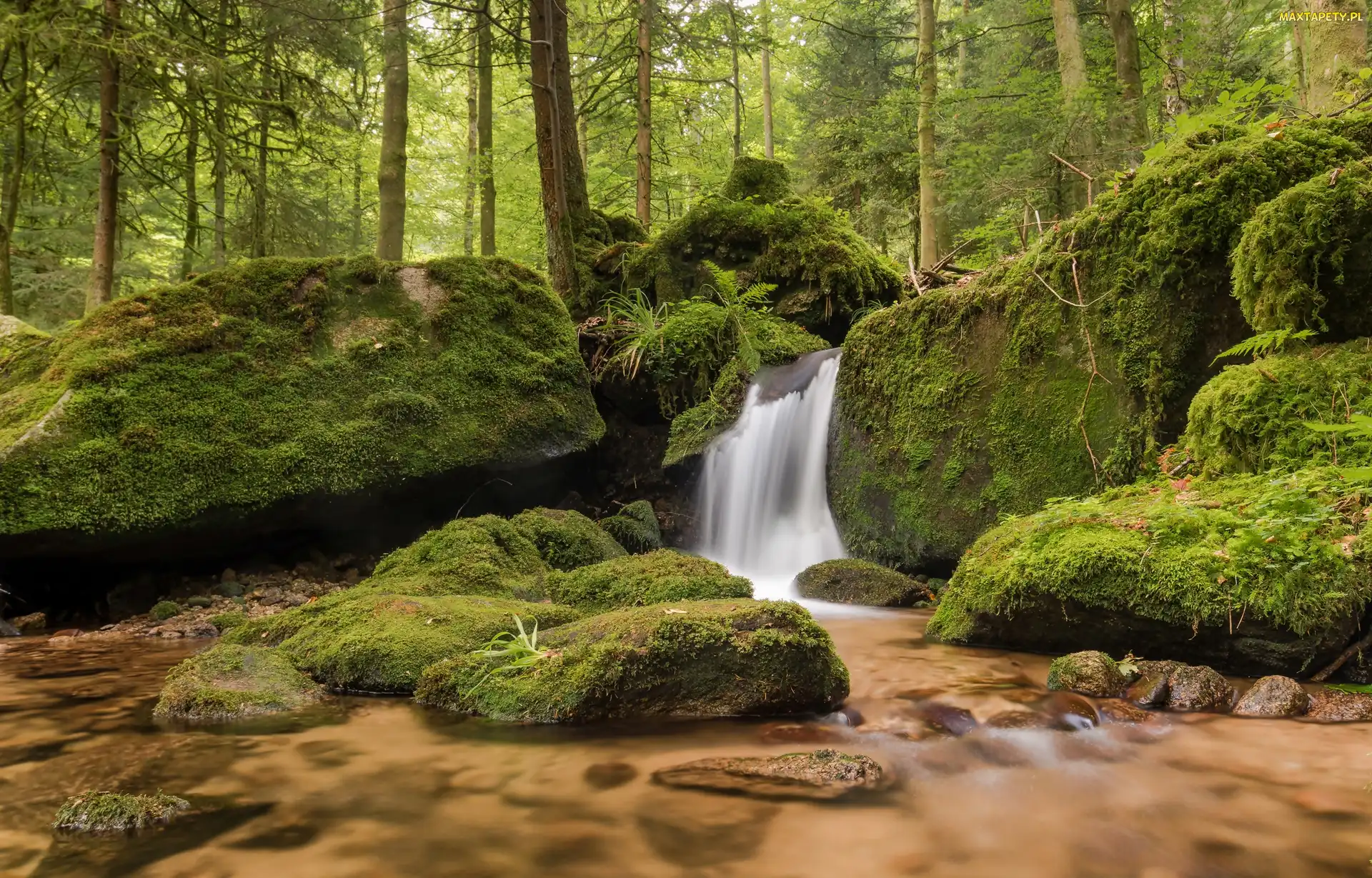 Drzewa, Kamienie, Omszałe, Las, Gmina Bühlertal, Region Nordschwarzwald, Potok Gertelbach, Wodospady Gertelbach, Niemcy, Kaskada