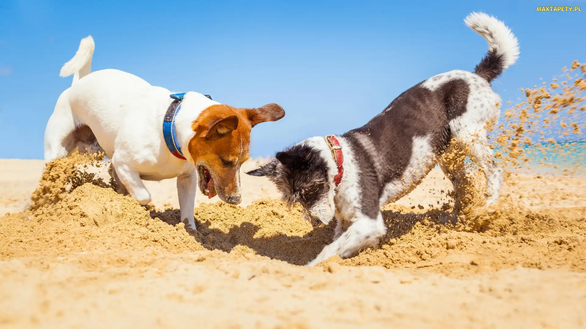 Zabawa, Piasek, Psy, Dwa, Jack Russell terrier, Plaża